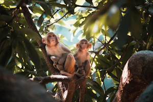 Pachmarhi