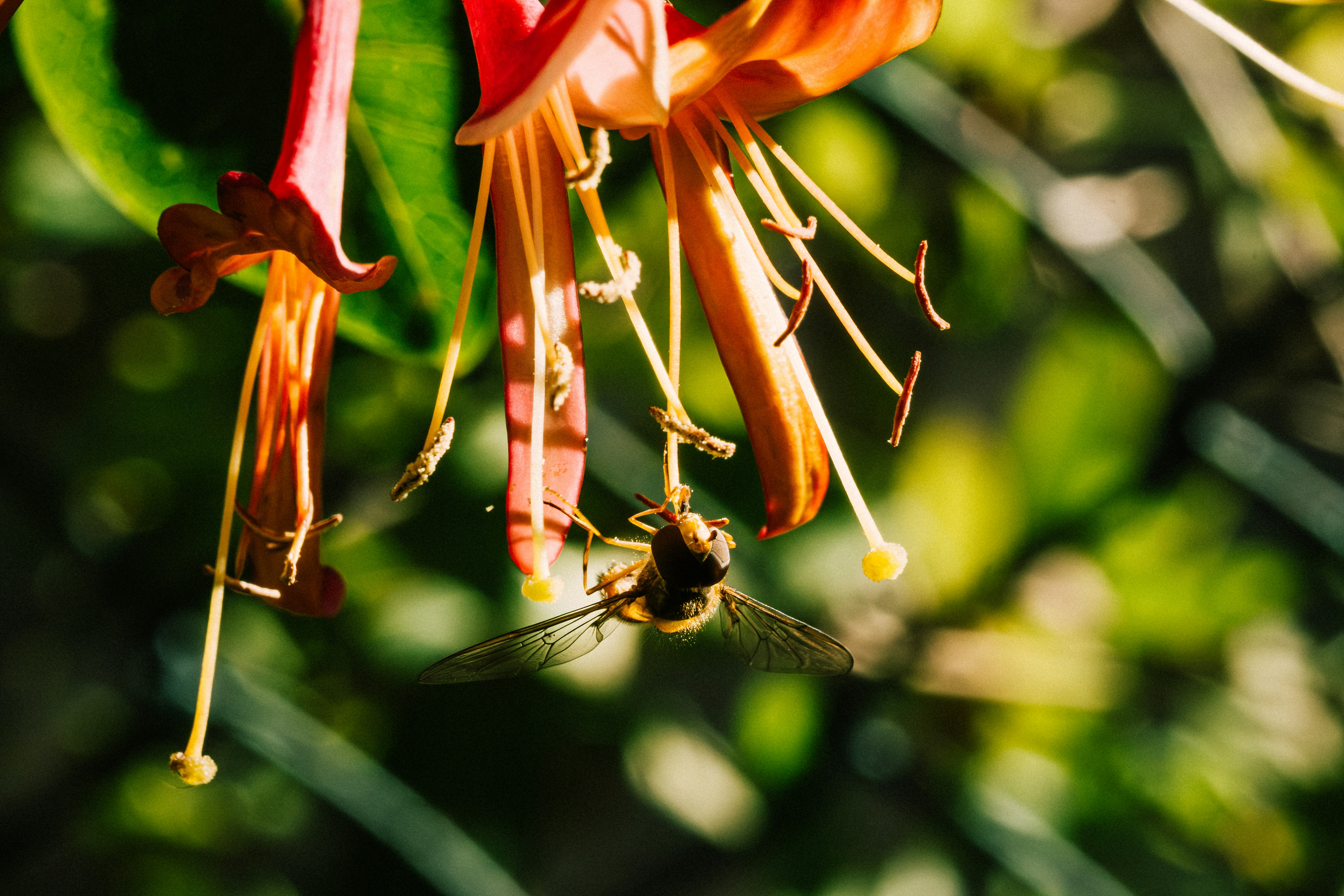 Un gros plan d’une fleur sur un arbre