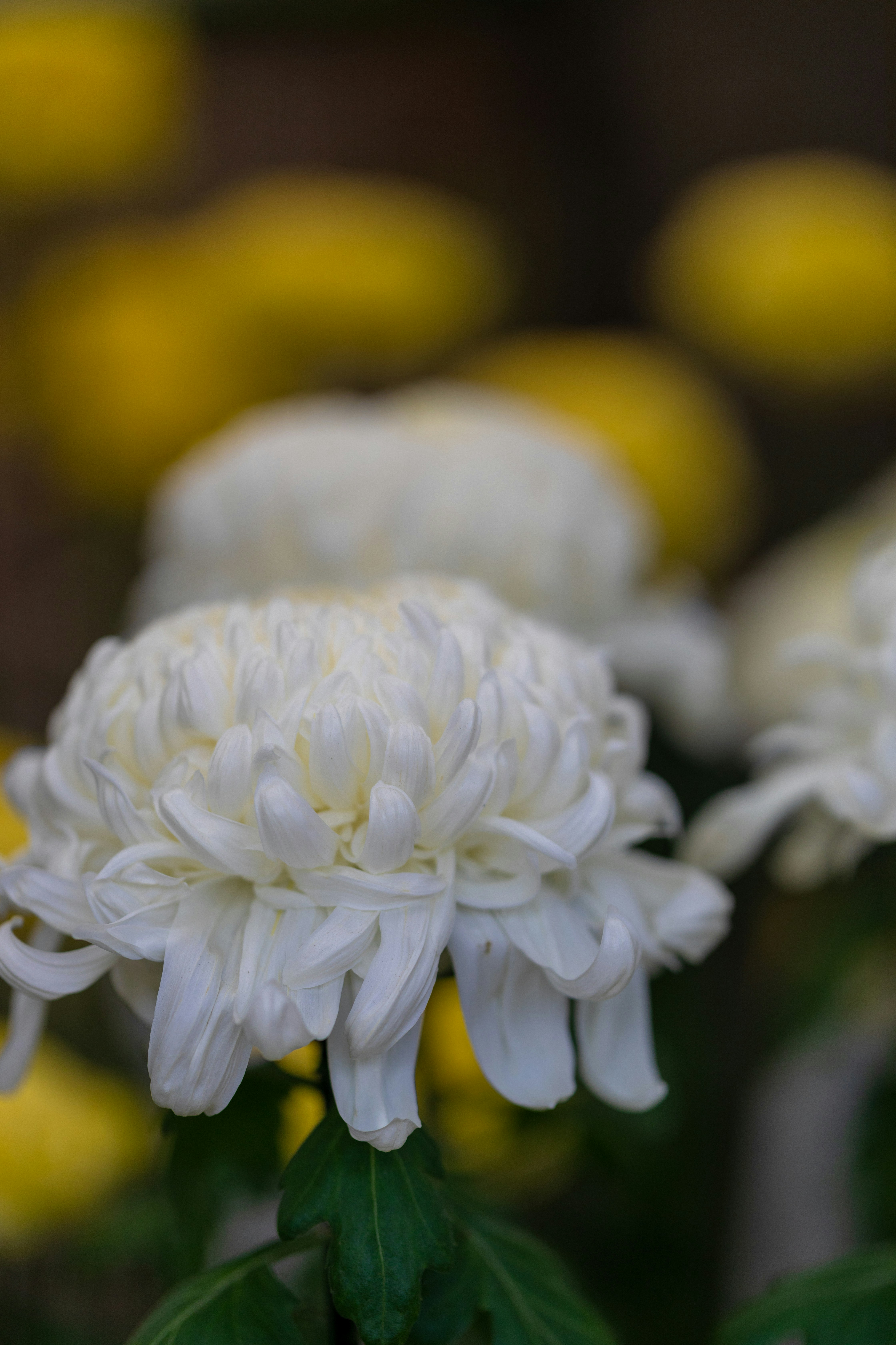 Photo by jeehoo