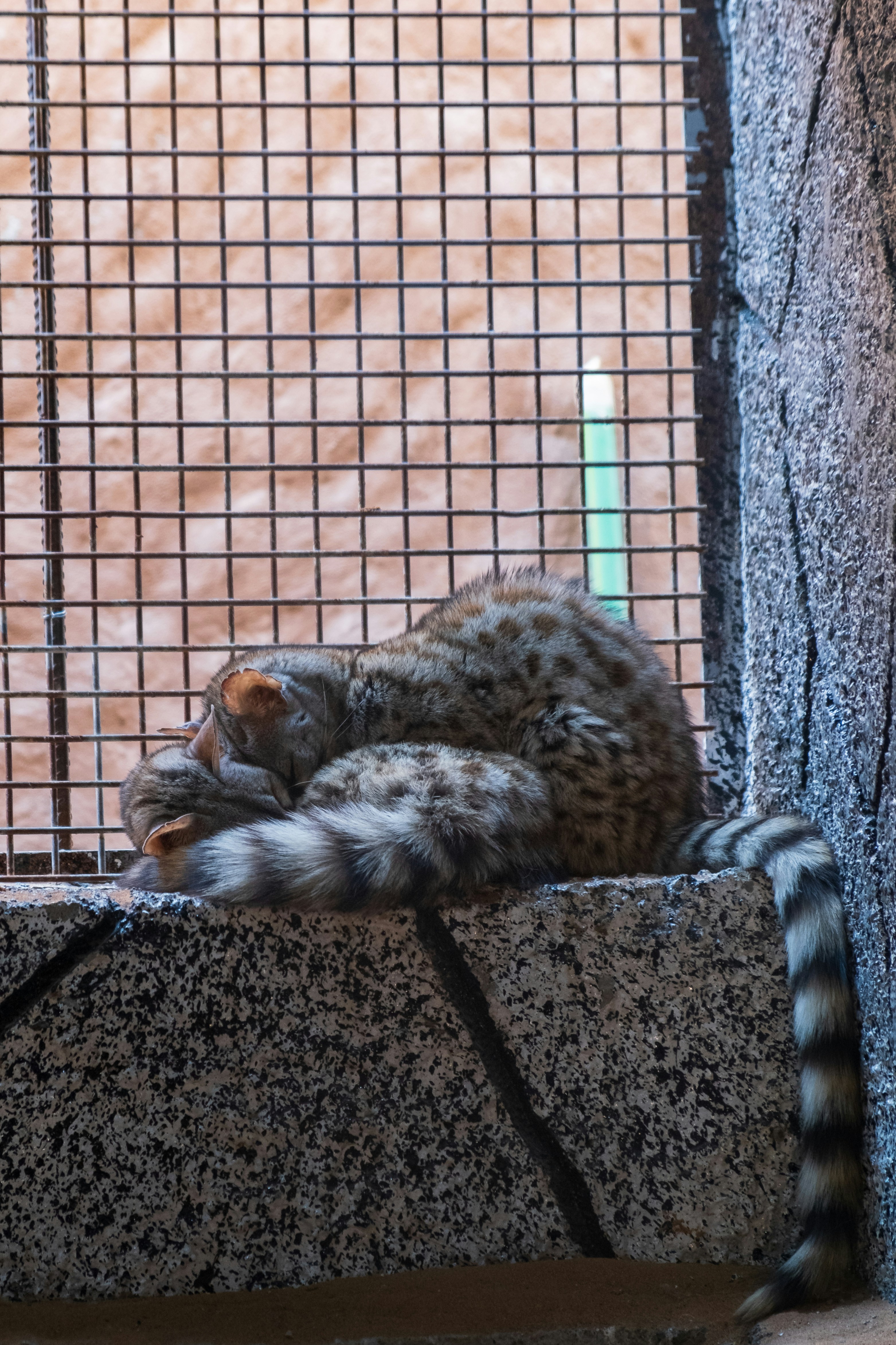 Clouded Leopard Playdates: Sibling Shenanigans (image credits: unsplash)