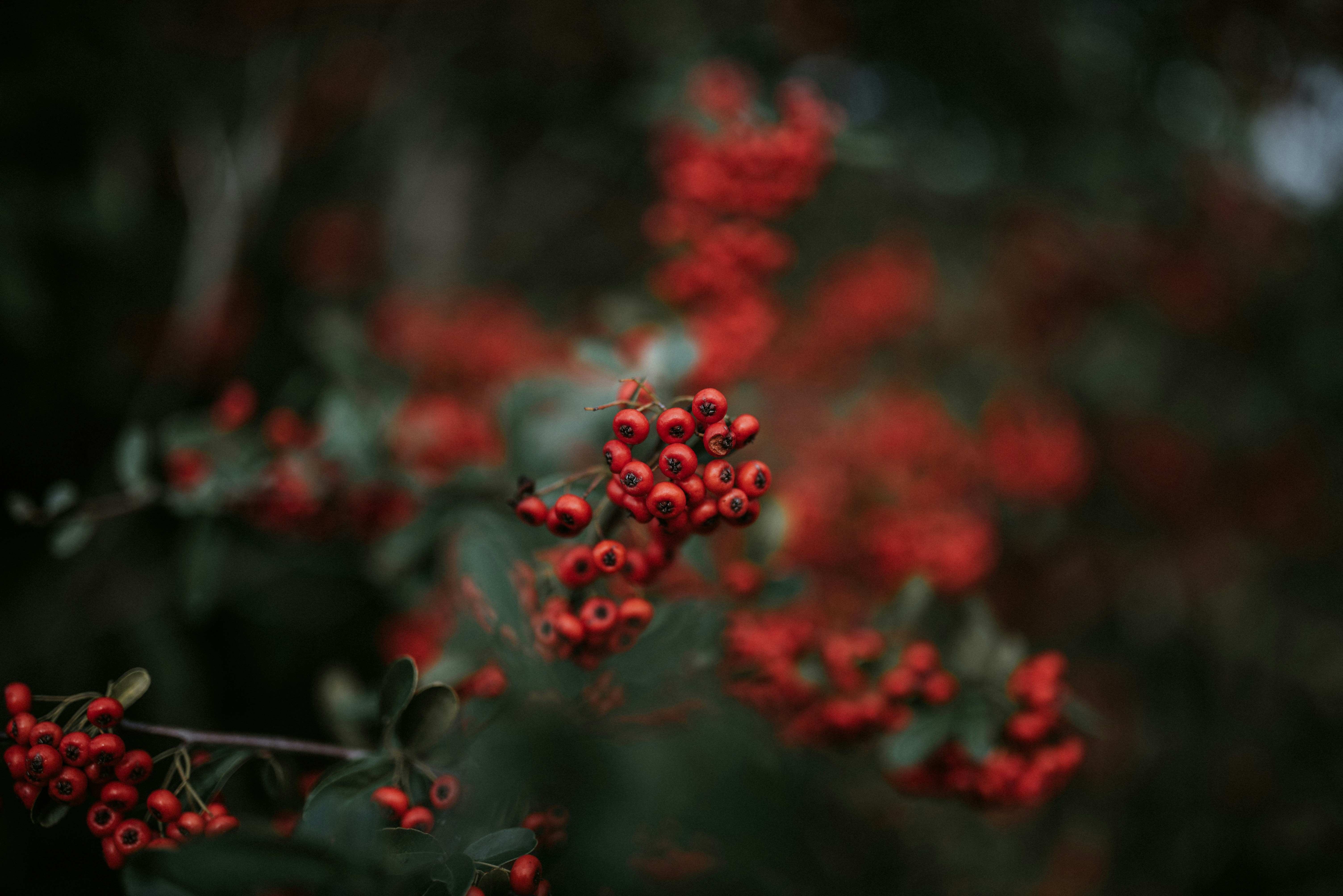 Photo by alexandretopolewski