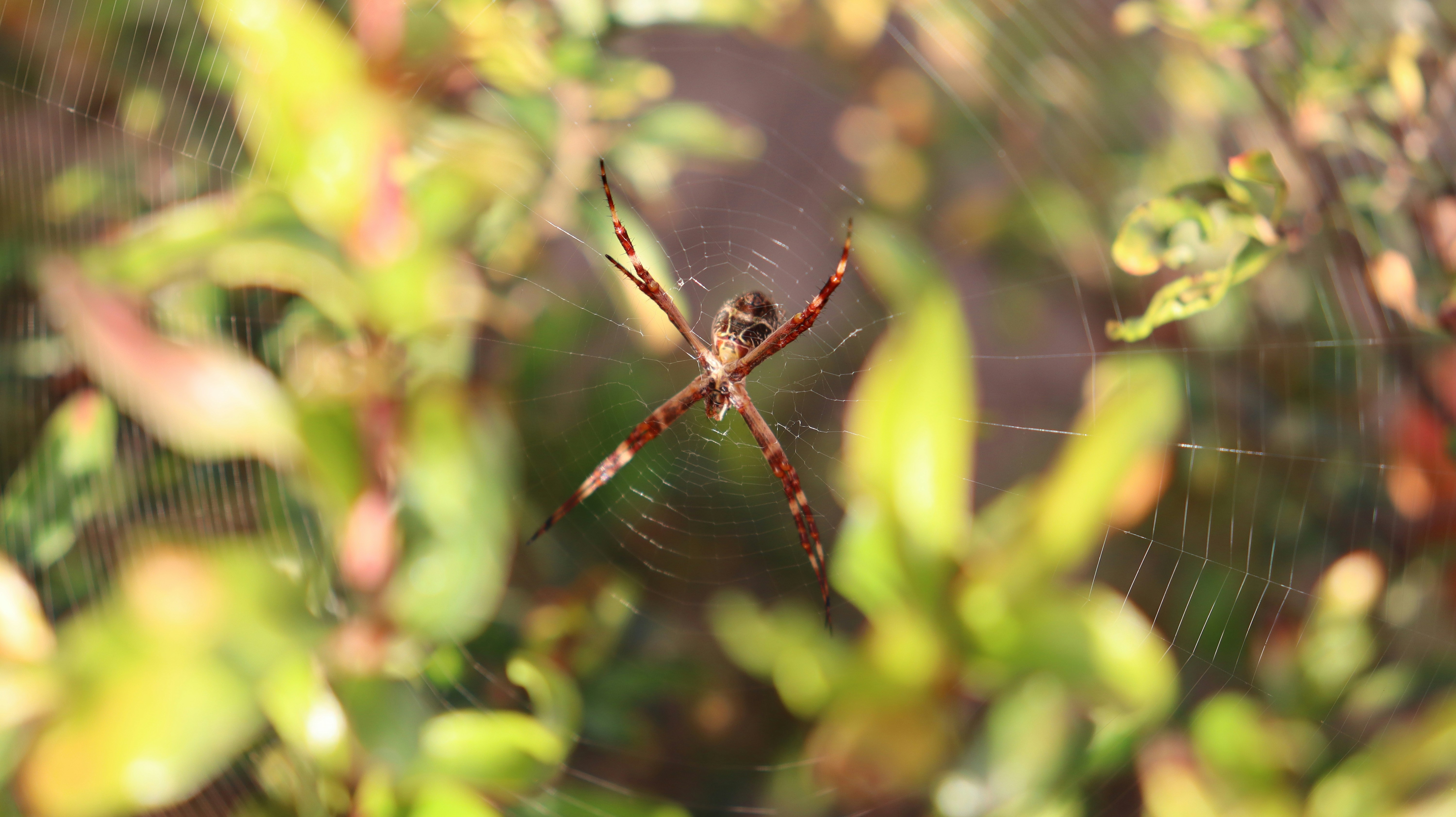 Photo by caio_delarolle