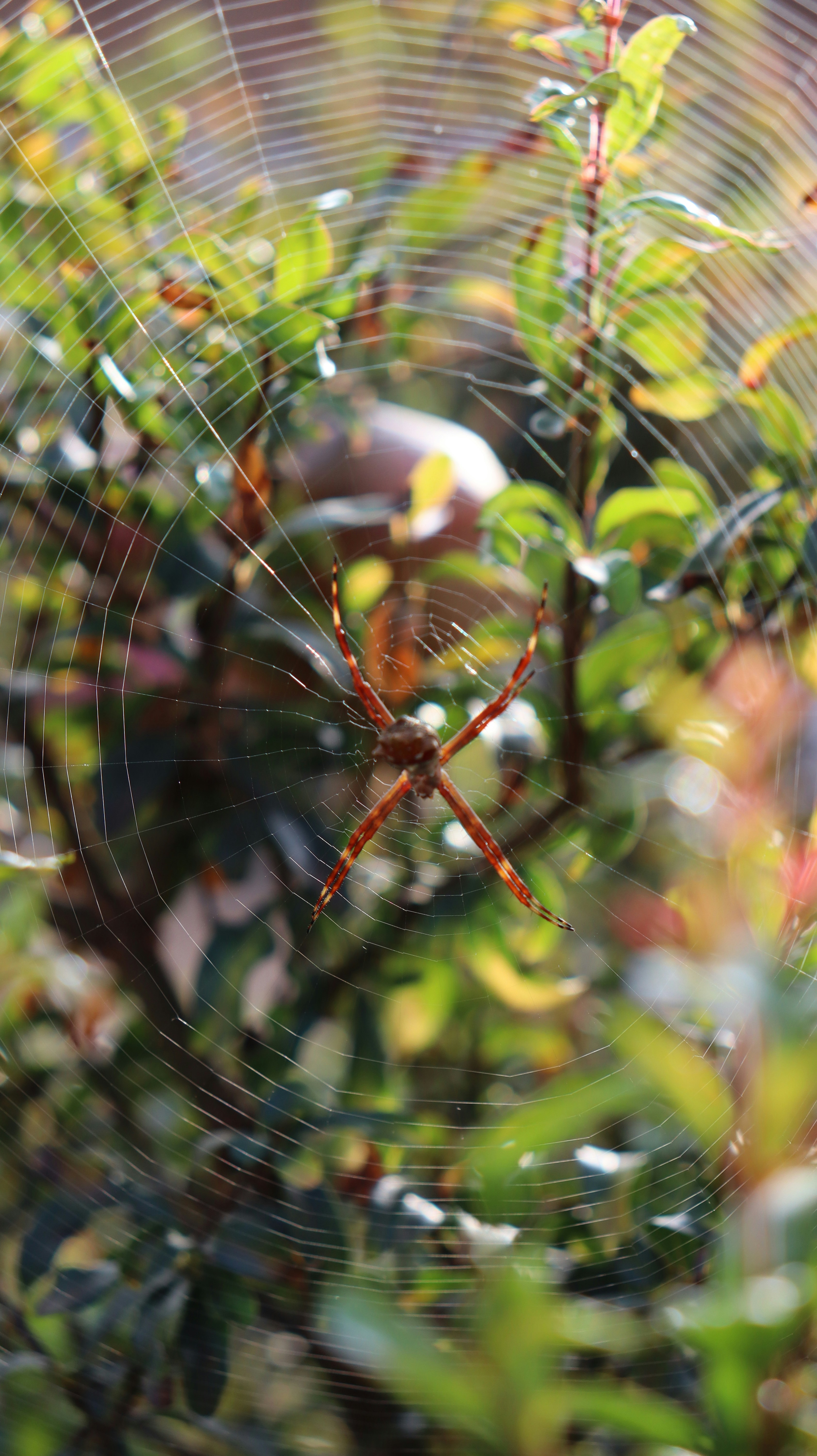 A close up of a spider web on a tree