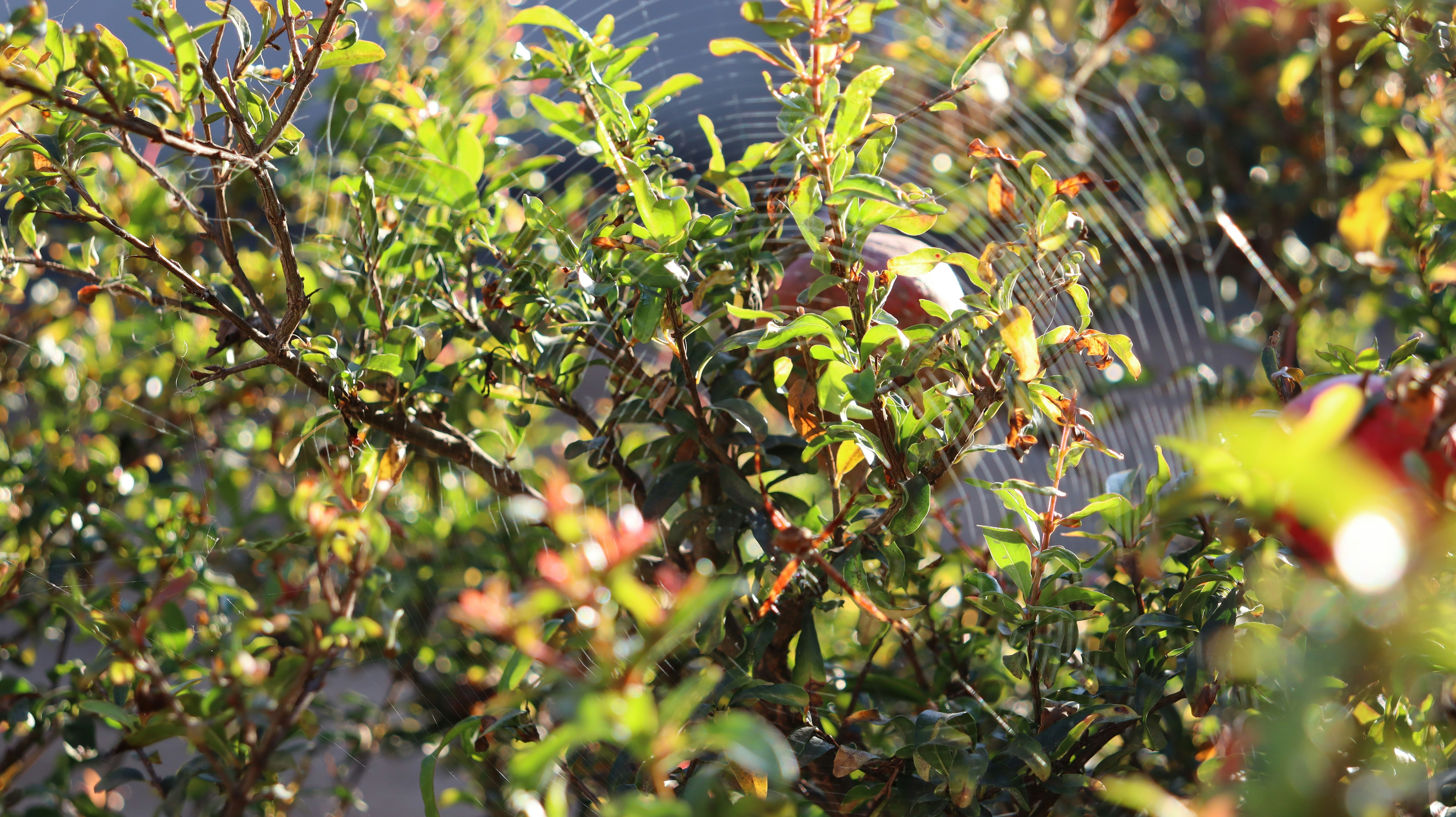 Photo by caio_delarolle