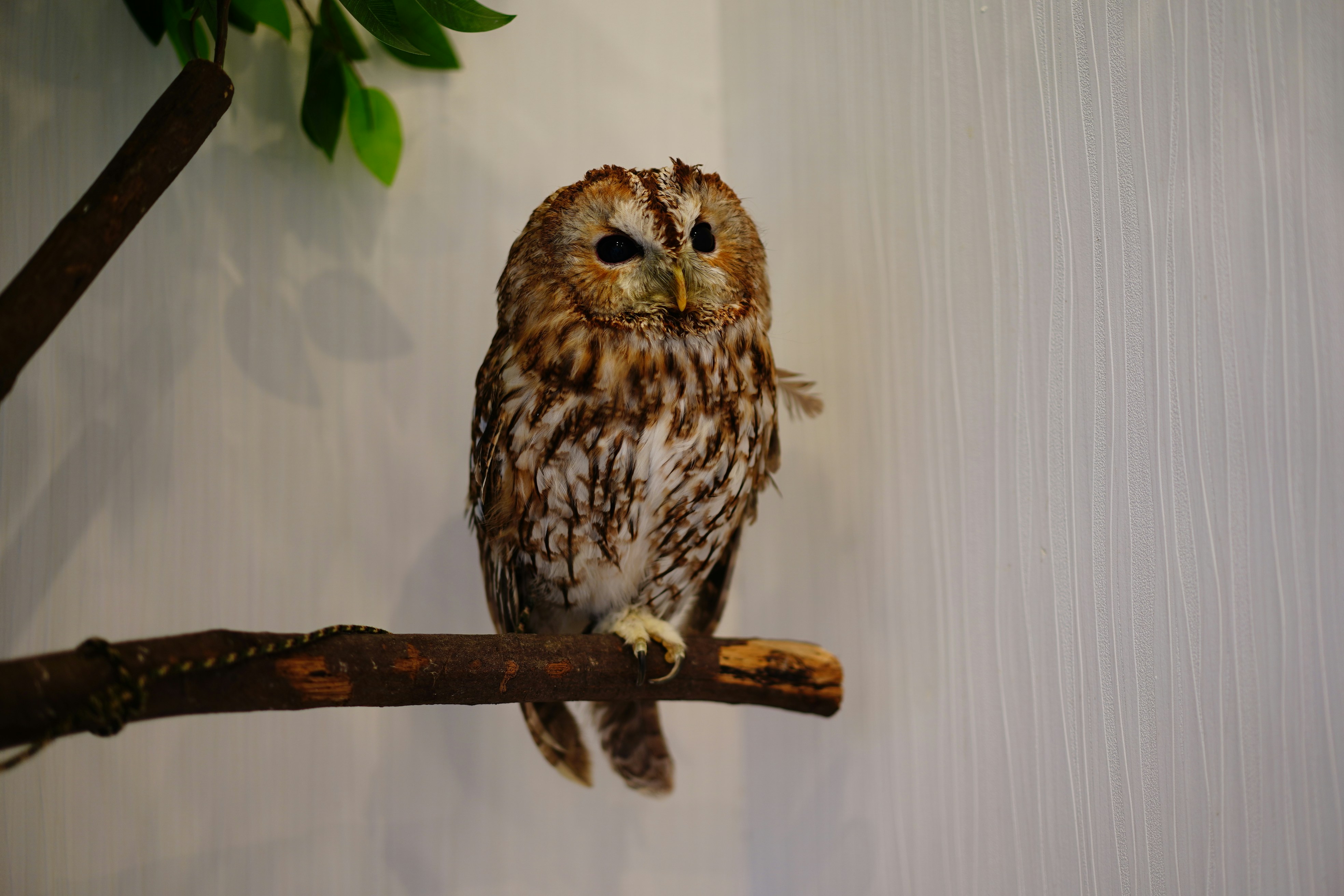 An owl sitting on a branch in a room
