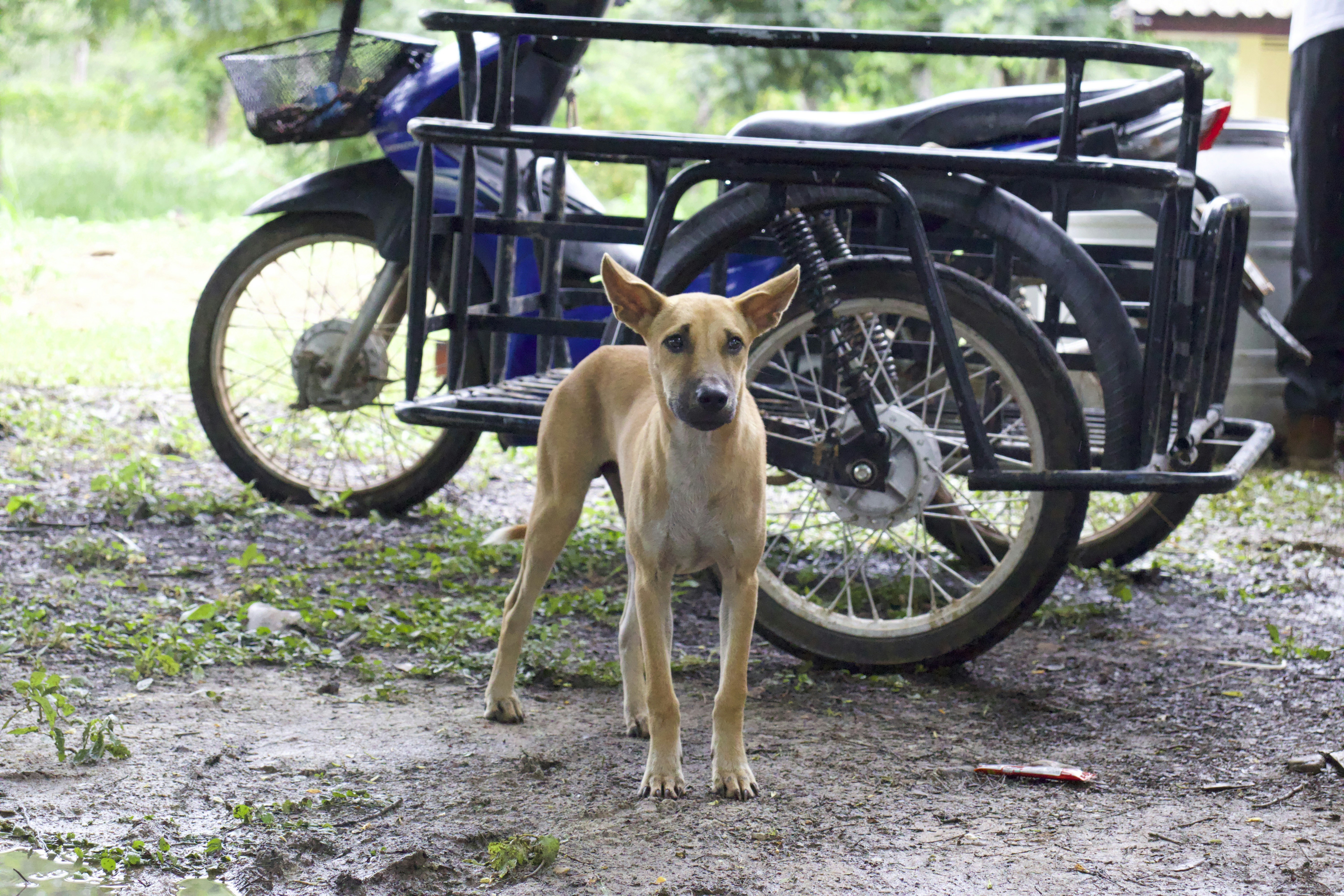 A small dog standing next to a parked motorcycle