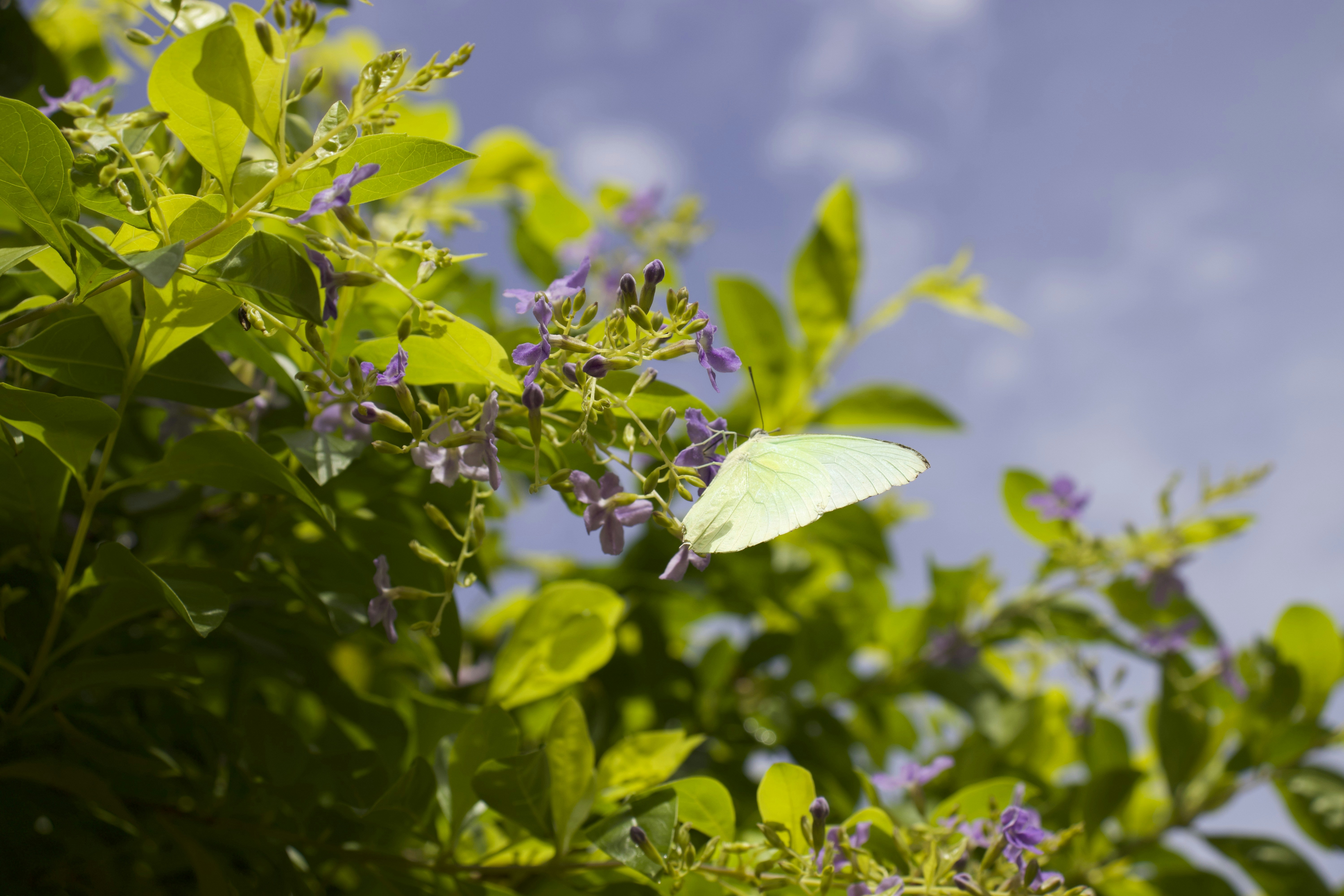 A white butterfly sitting on top of a green bush