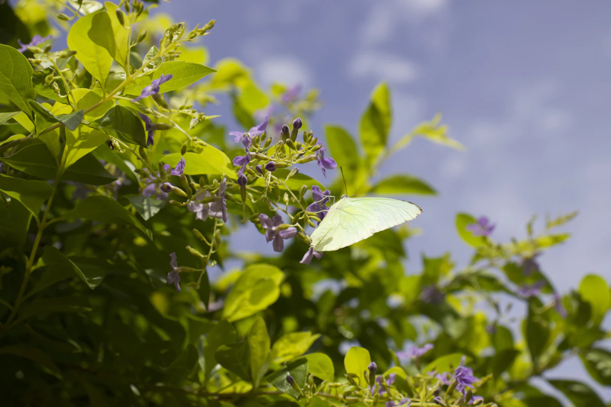 Duranta Sky Flower Golden Dewdrop India Garden Hedge Guide
