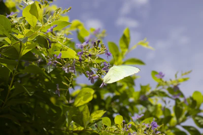 Duranta / Sky Flower