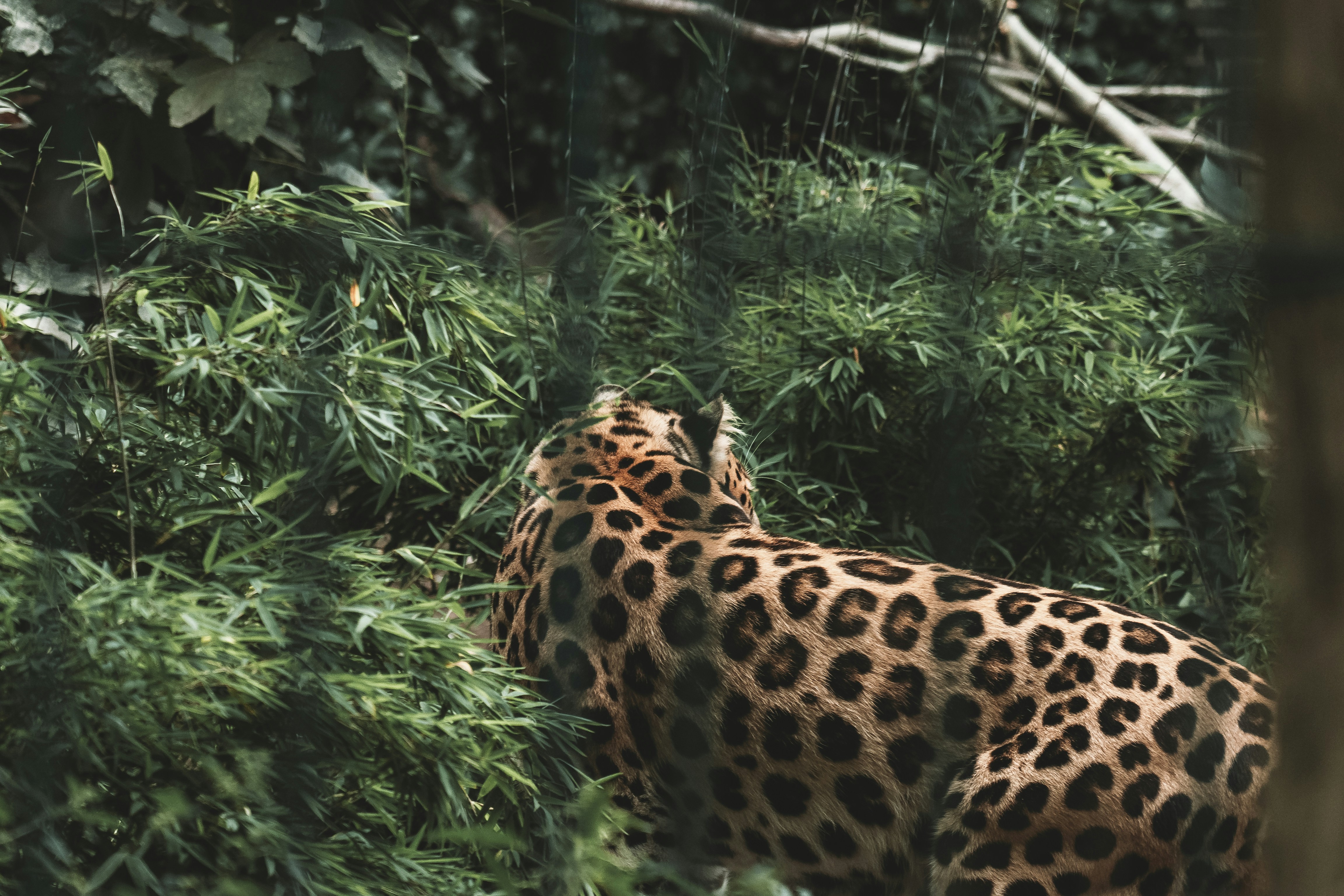 Camouflage Champions: How Wetland Cats Stay Hidden (image credits: unsplash)