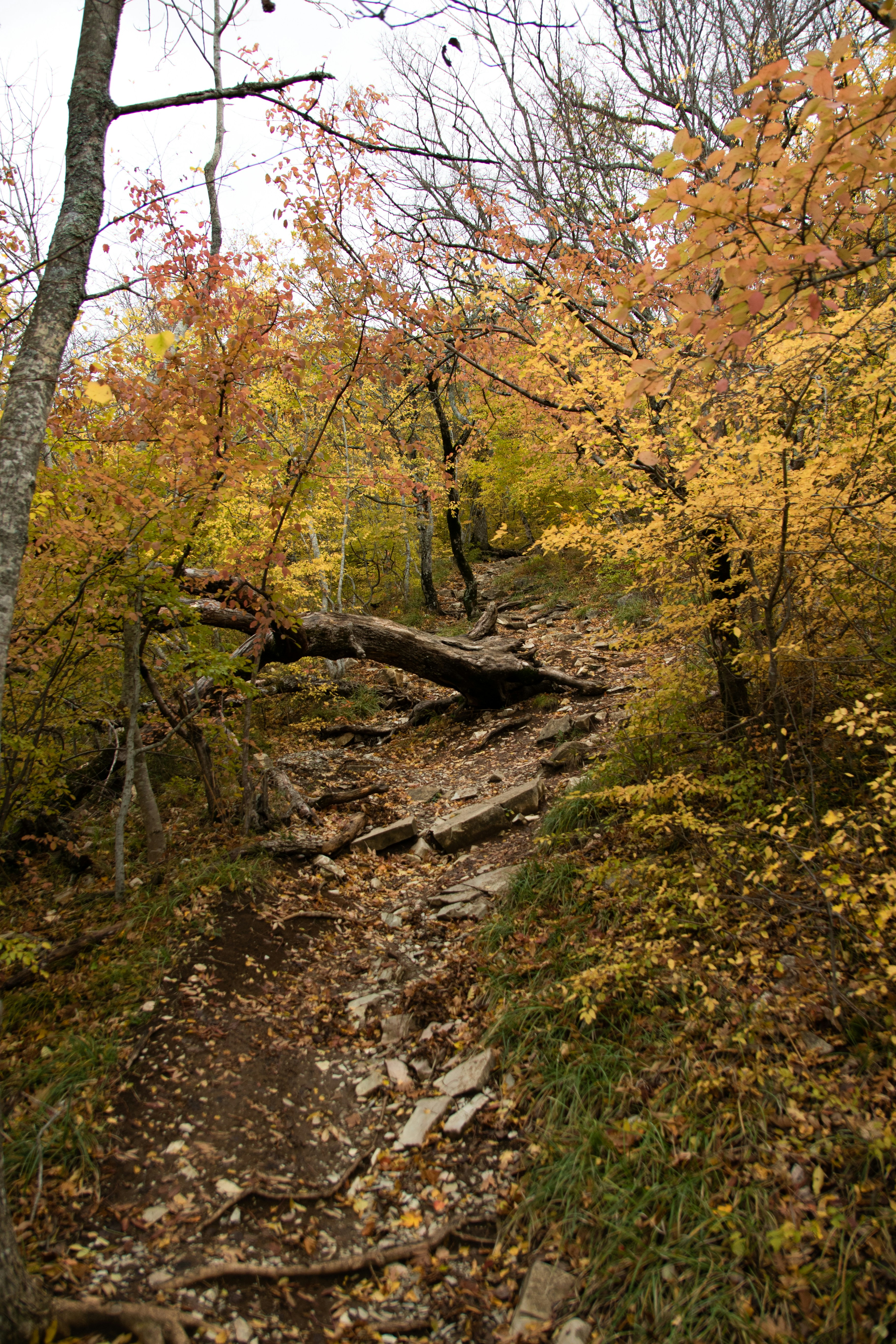 Photo by maksimzaviktorin