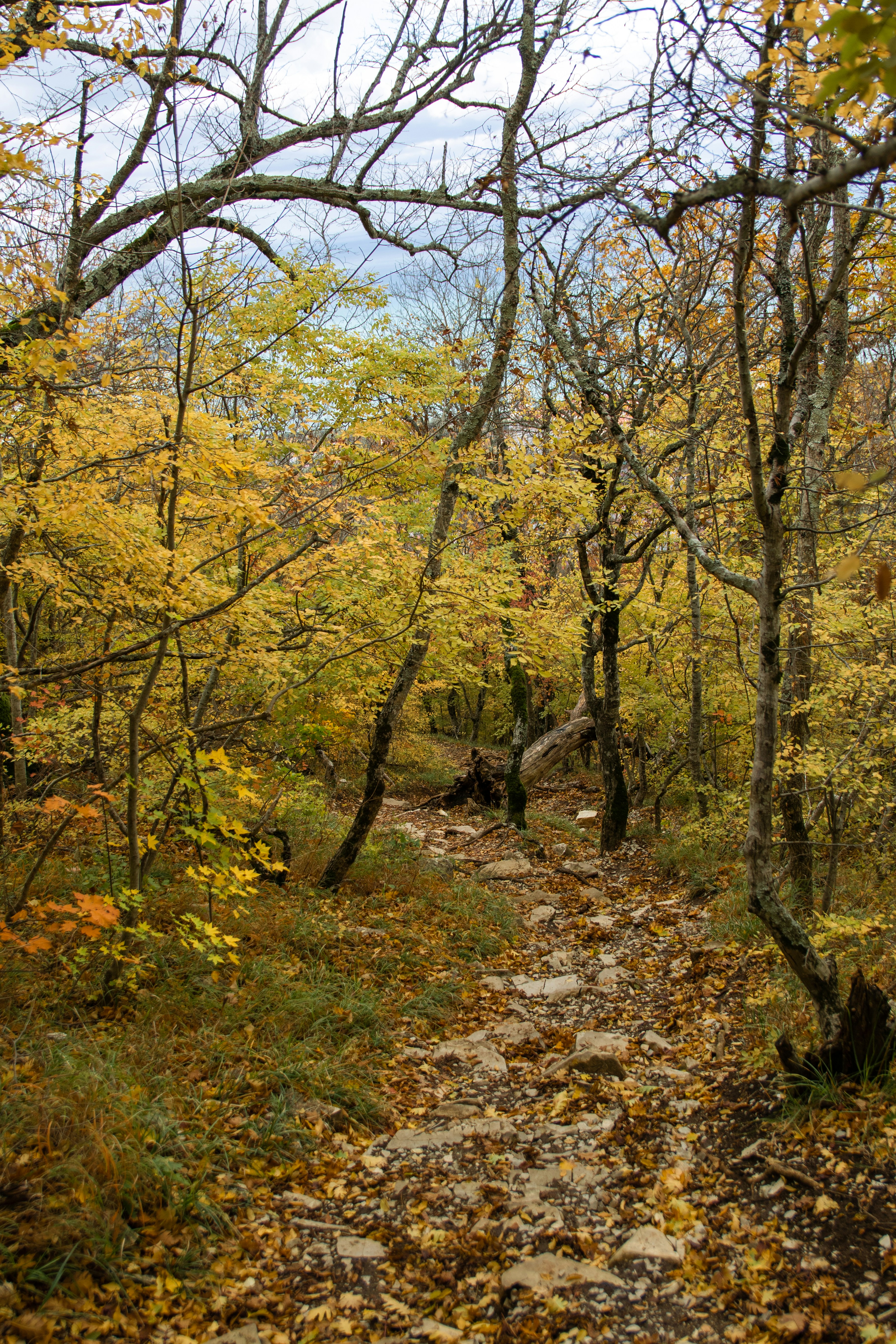 A path in the woods with lots of leaves on the ground