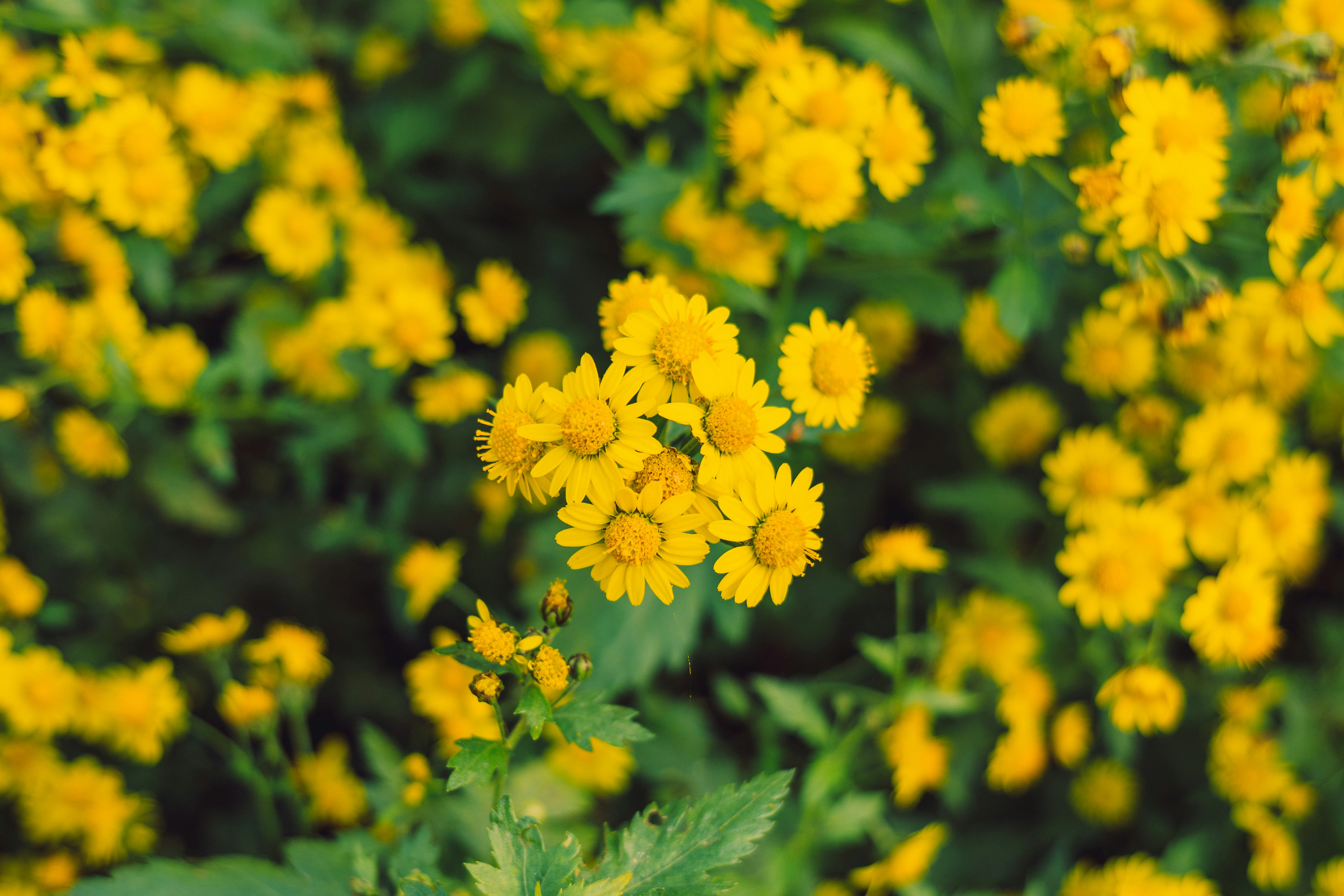 Photo by aasing_gwok