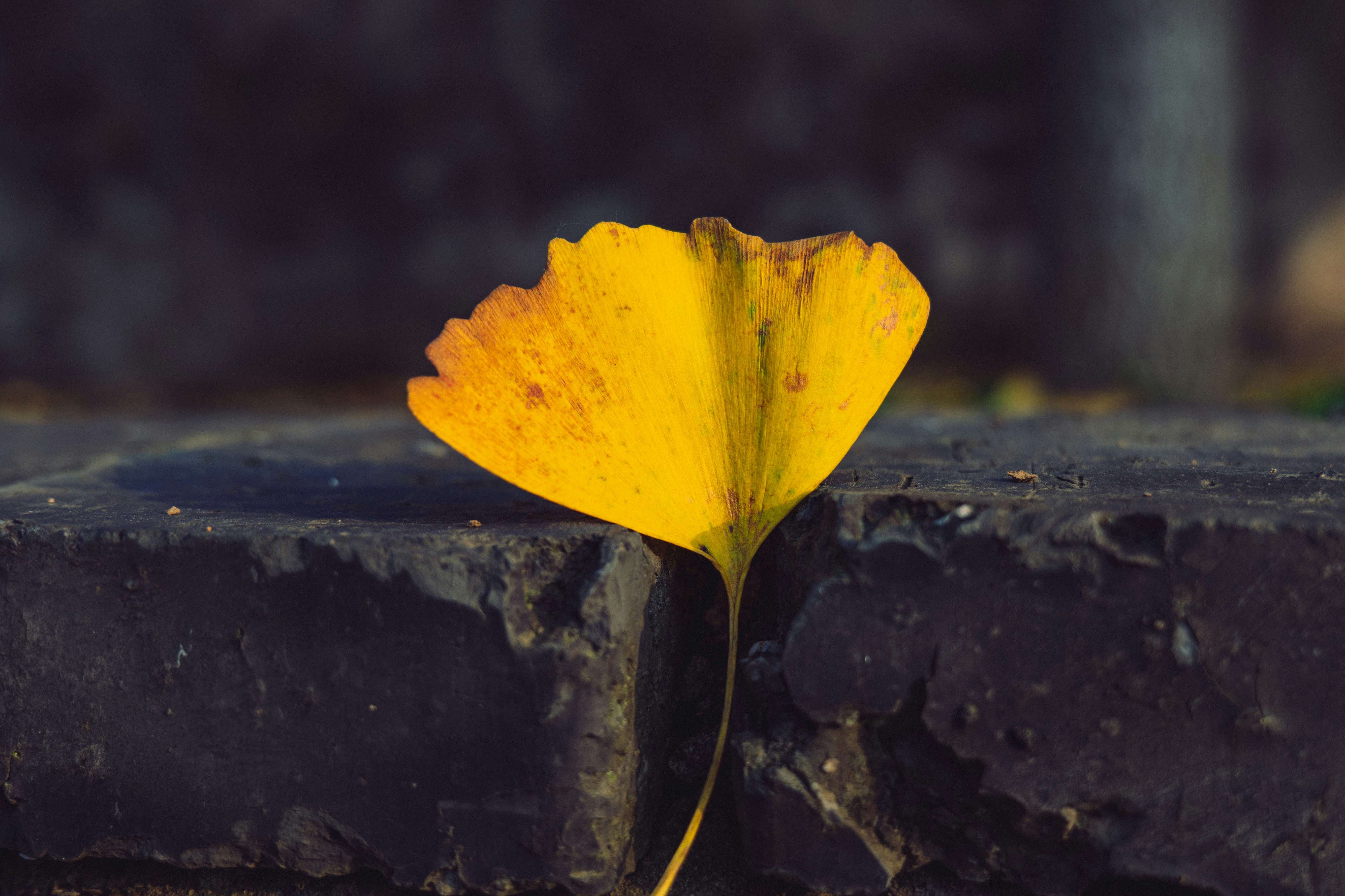 Photo by aasing_gwok