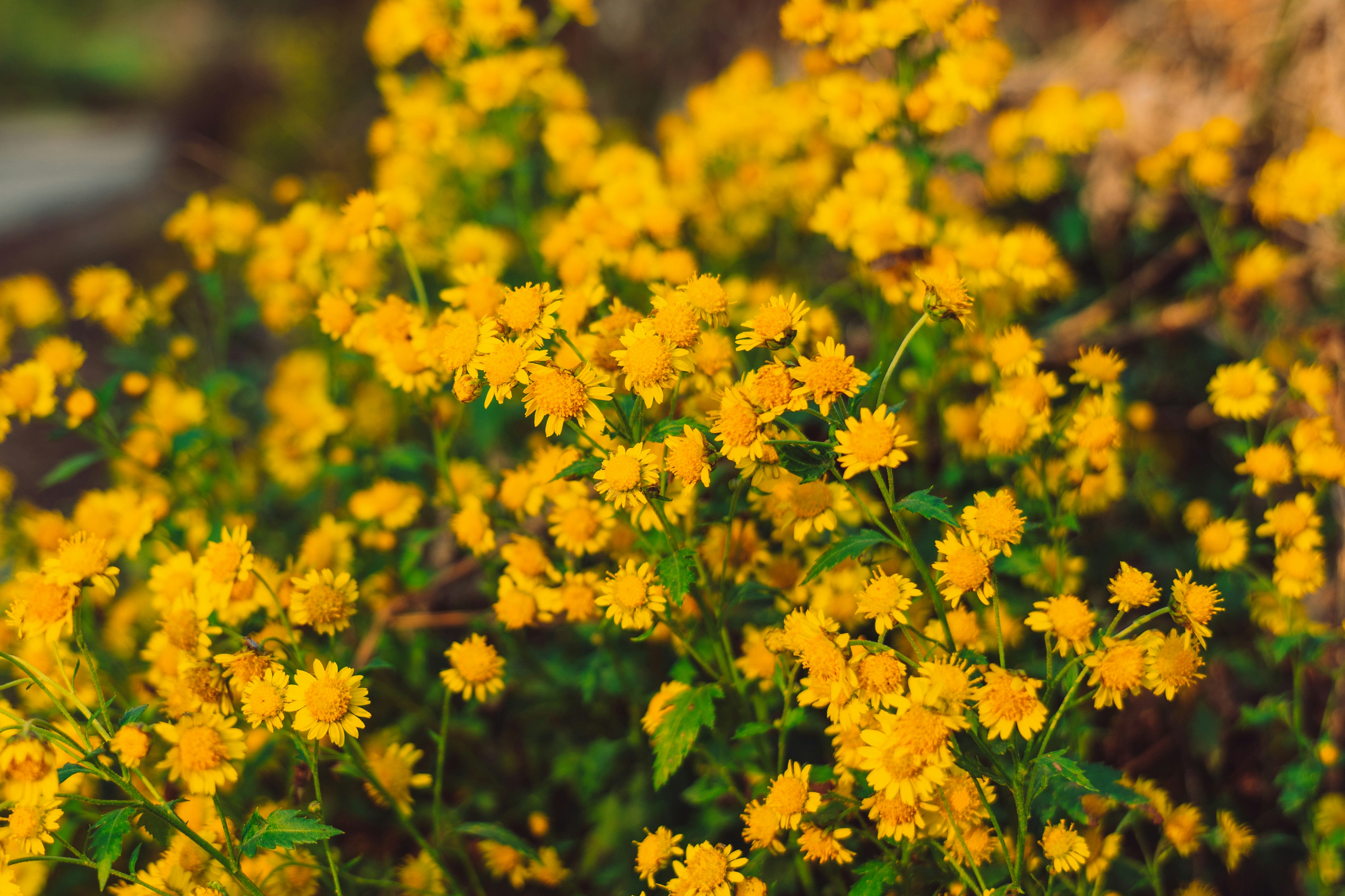 Photo by aasing_gwok