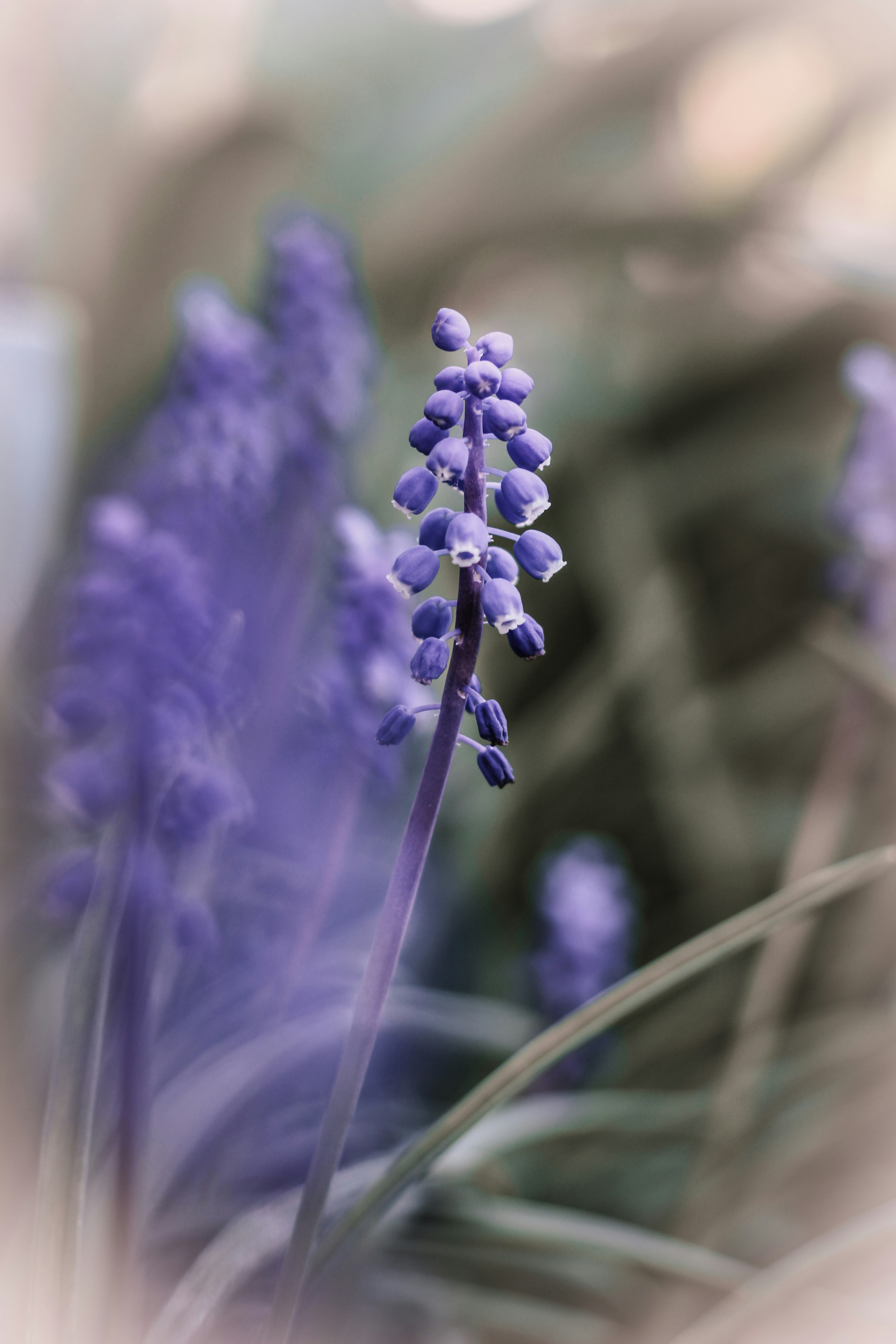 A close up of a purple flower with blurry background