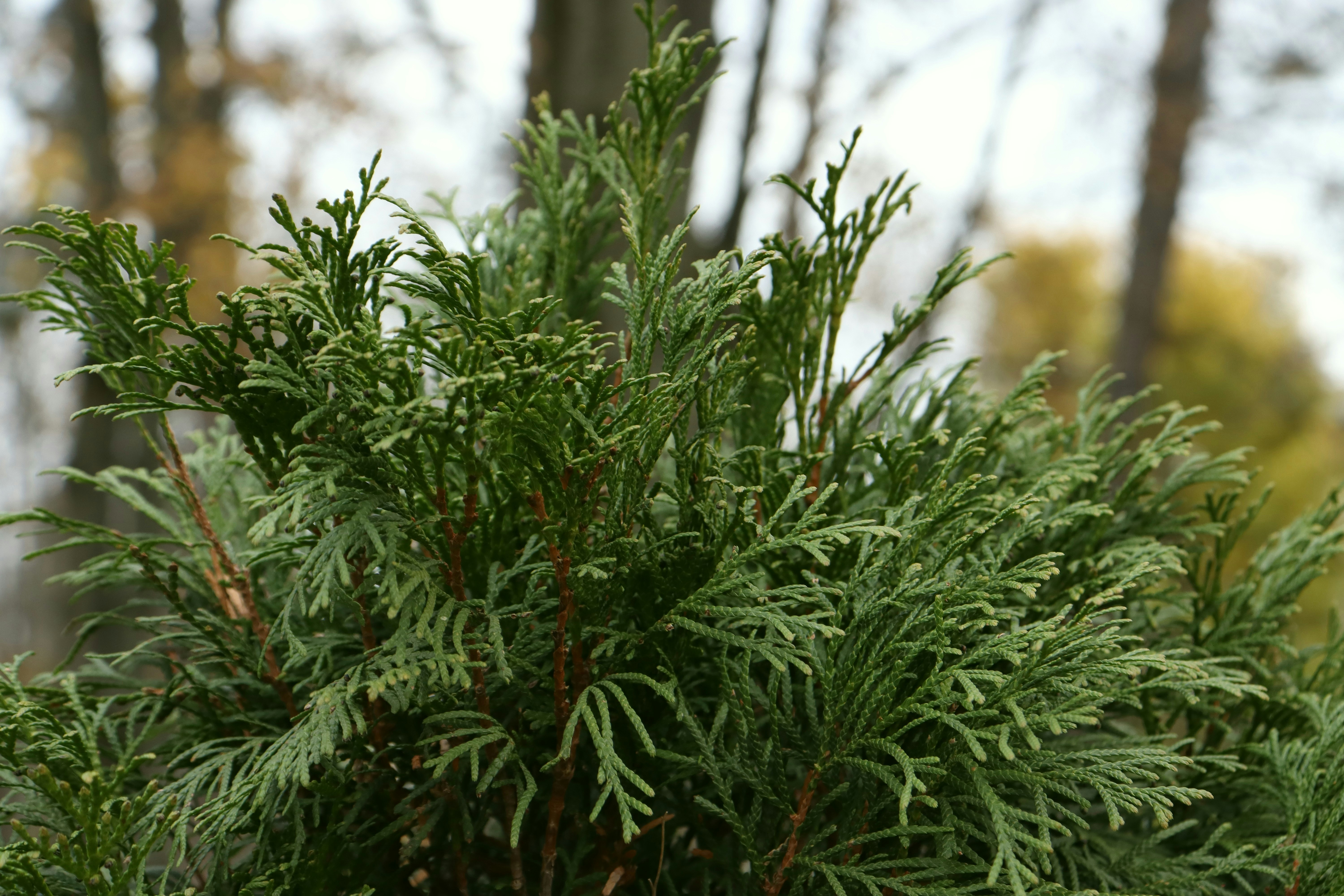 Photo by bored_mongoose