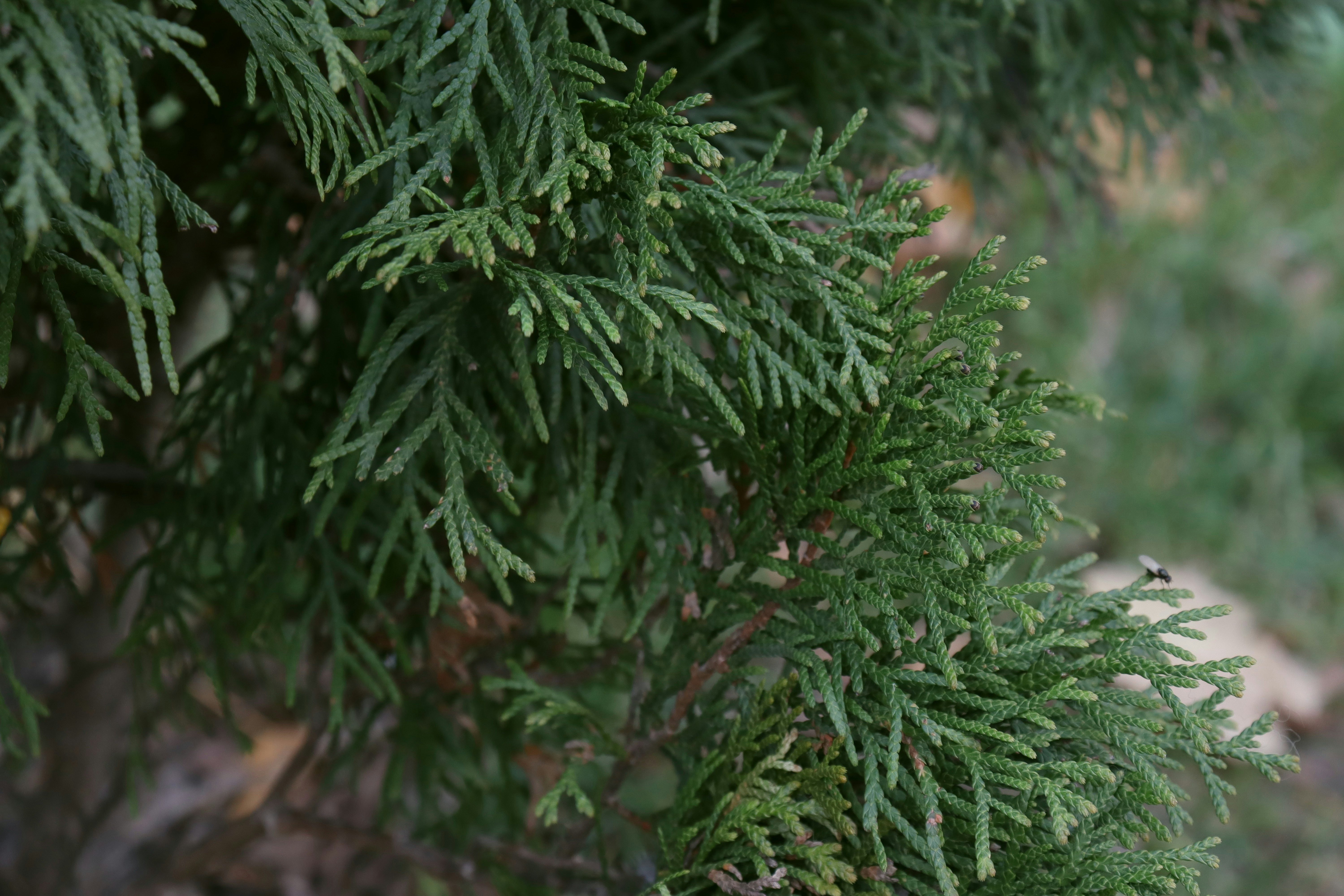 Photo by bored_mongoose