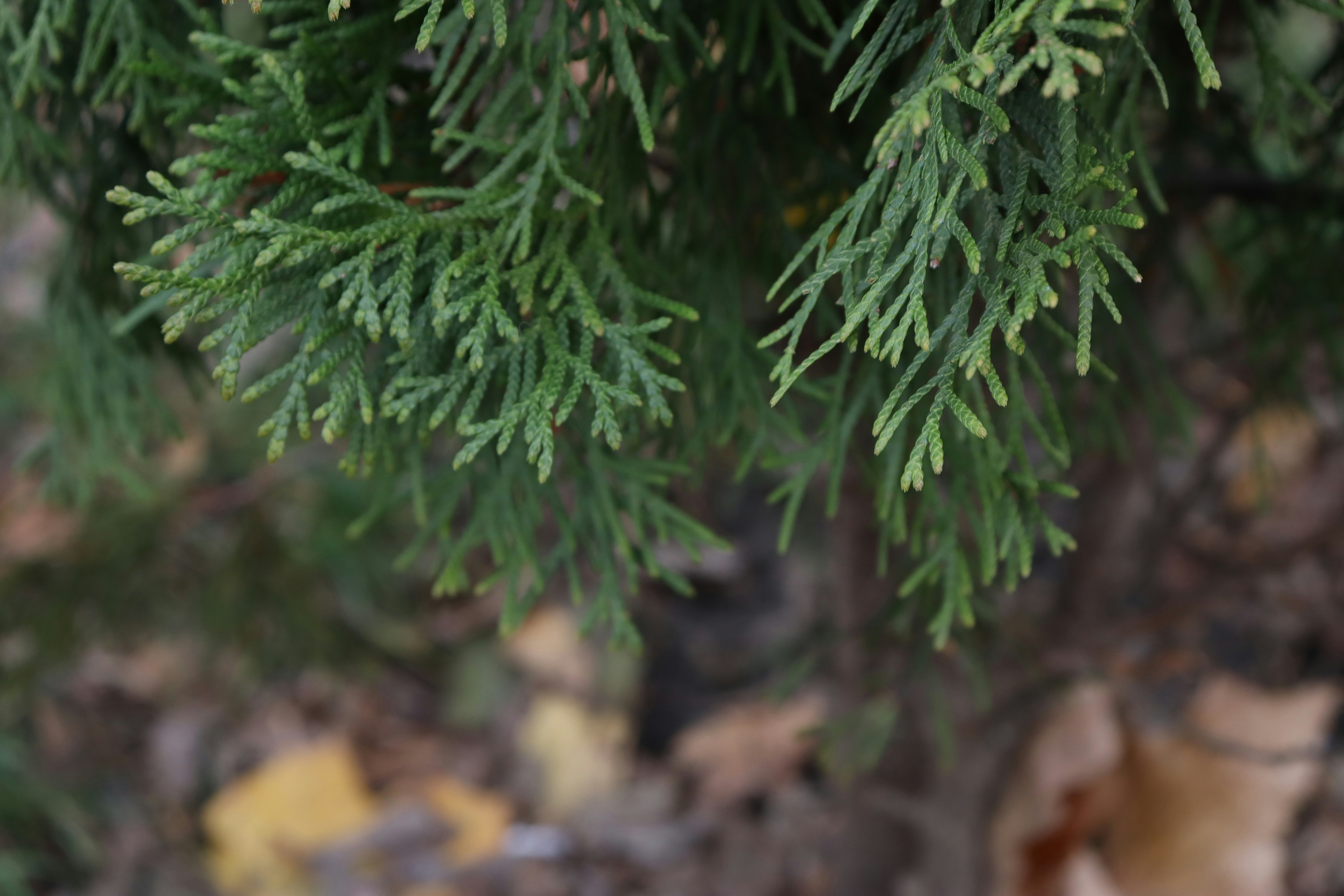 Photo by bored_mongoose