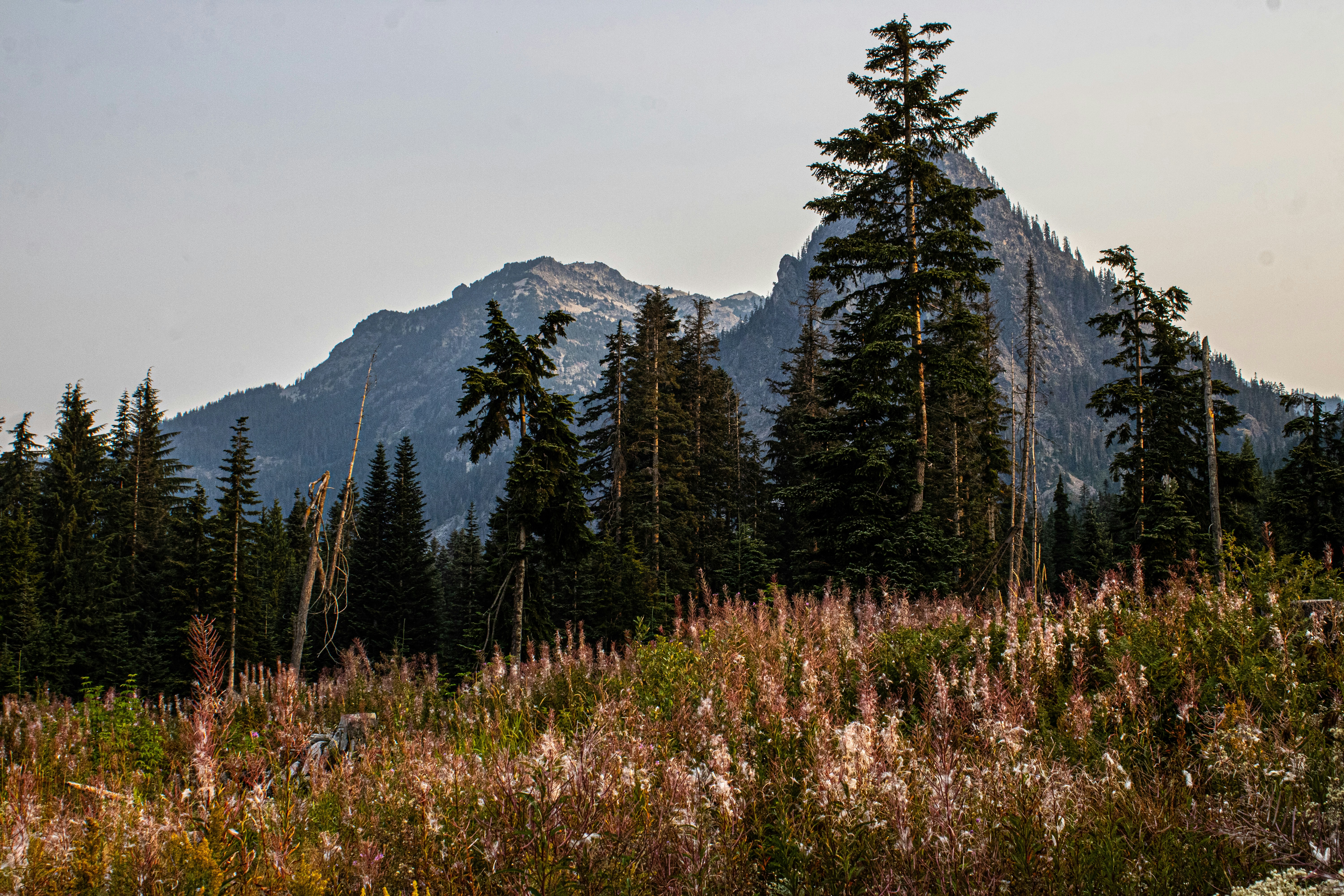 A view of a mountain with trees in the foreground