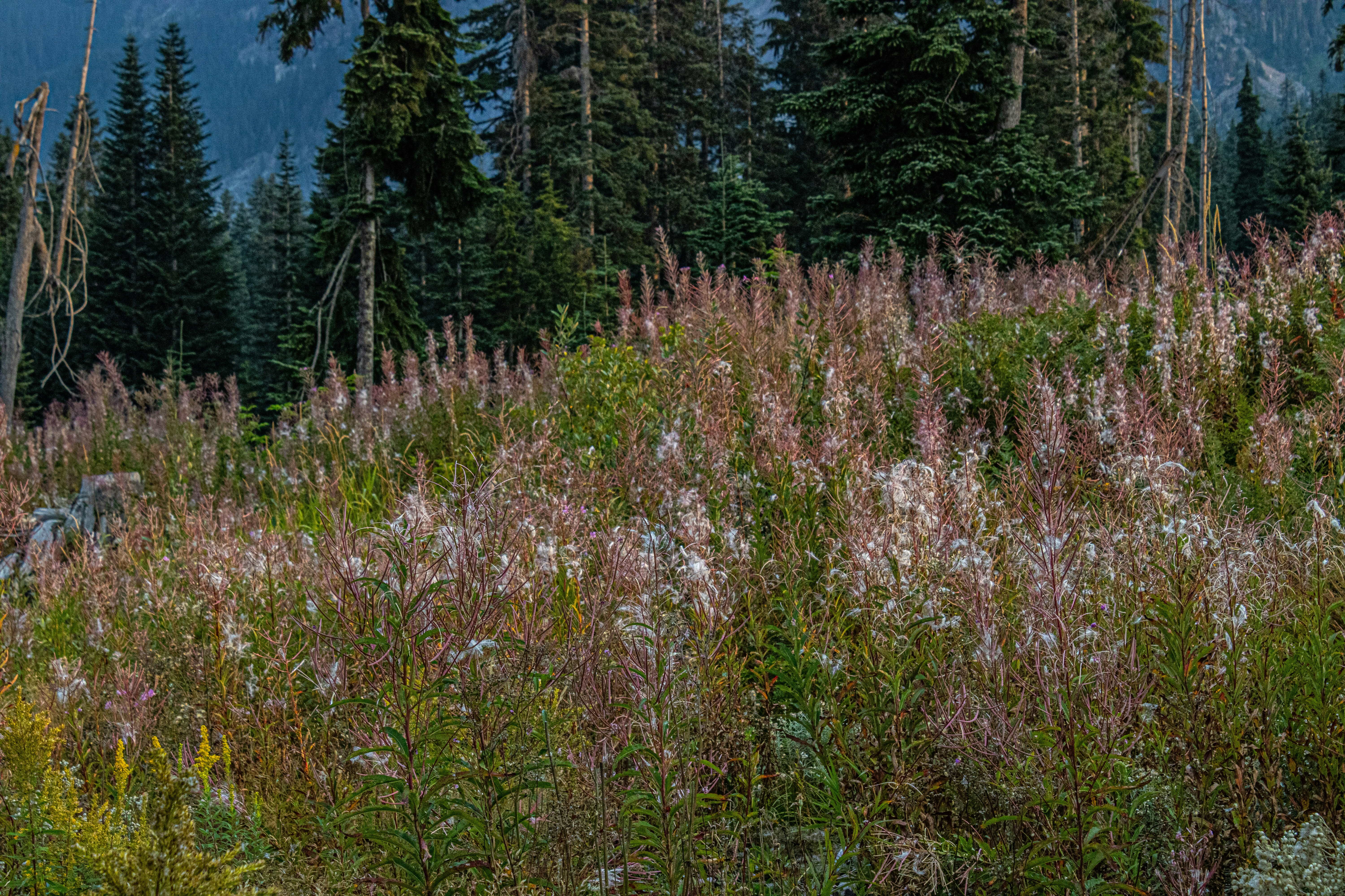 A field of flowers and trees with mountains in the background