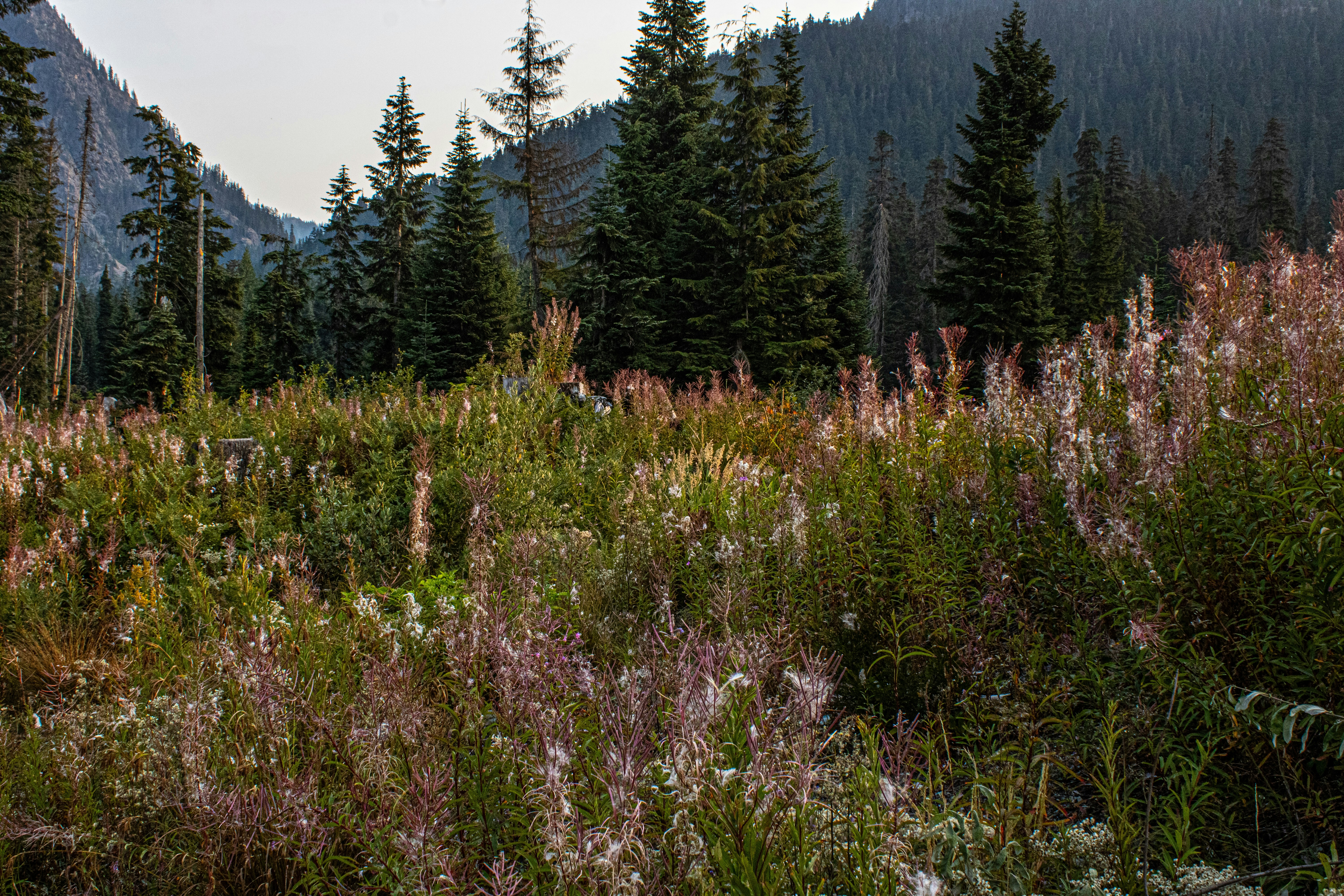 A forest filled with lots of trees and flowers