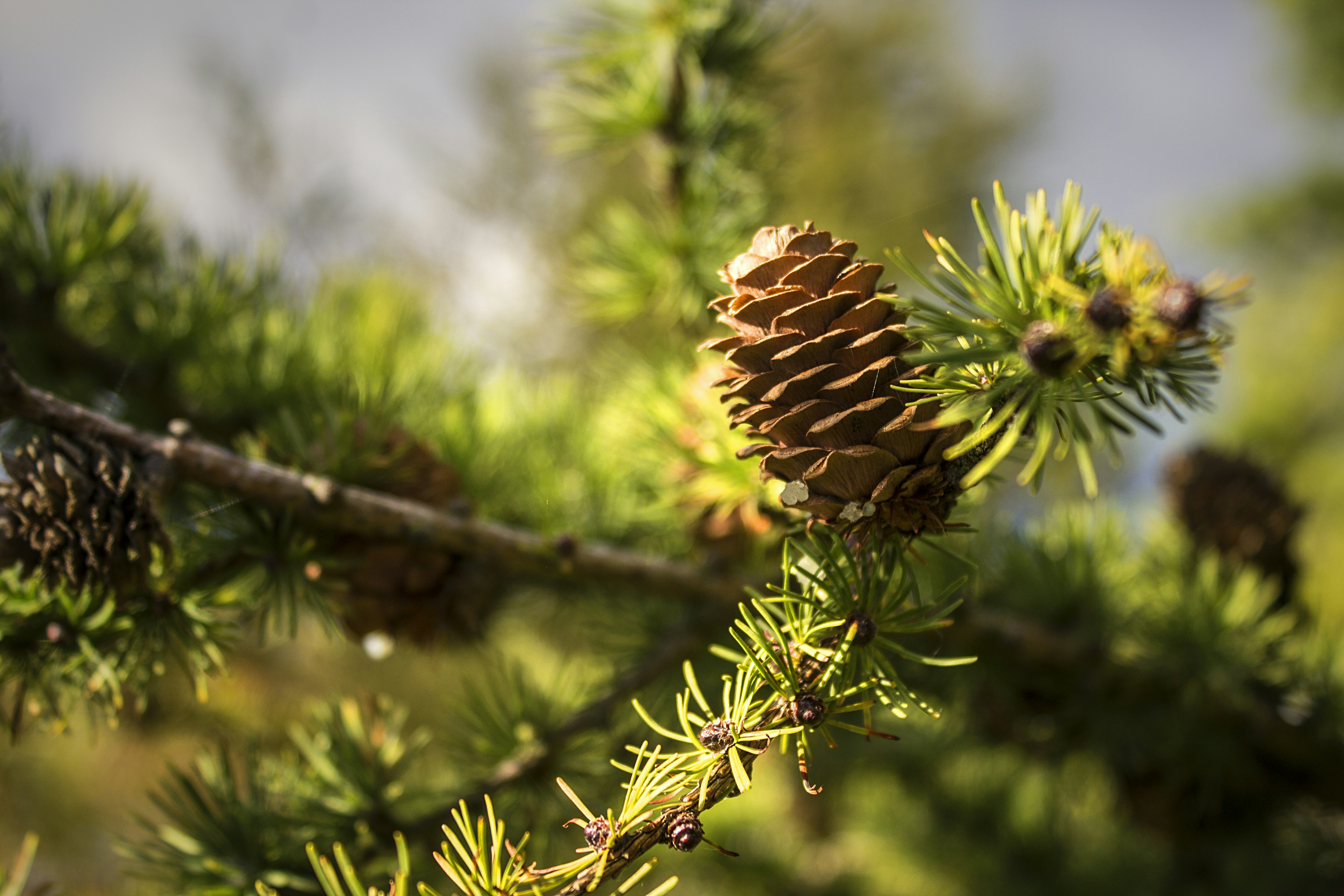 Detailed close-up of pine cone showing intricate natural patterns and textures