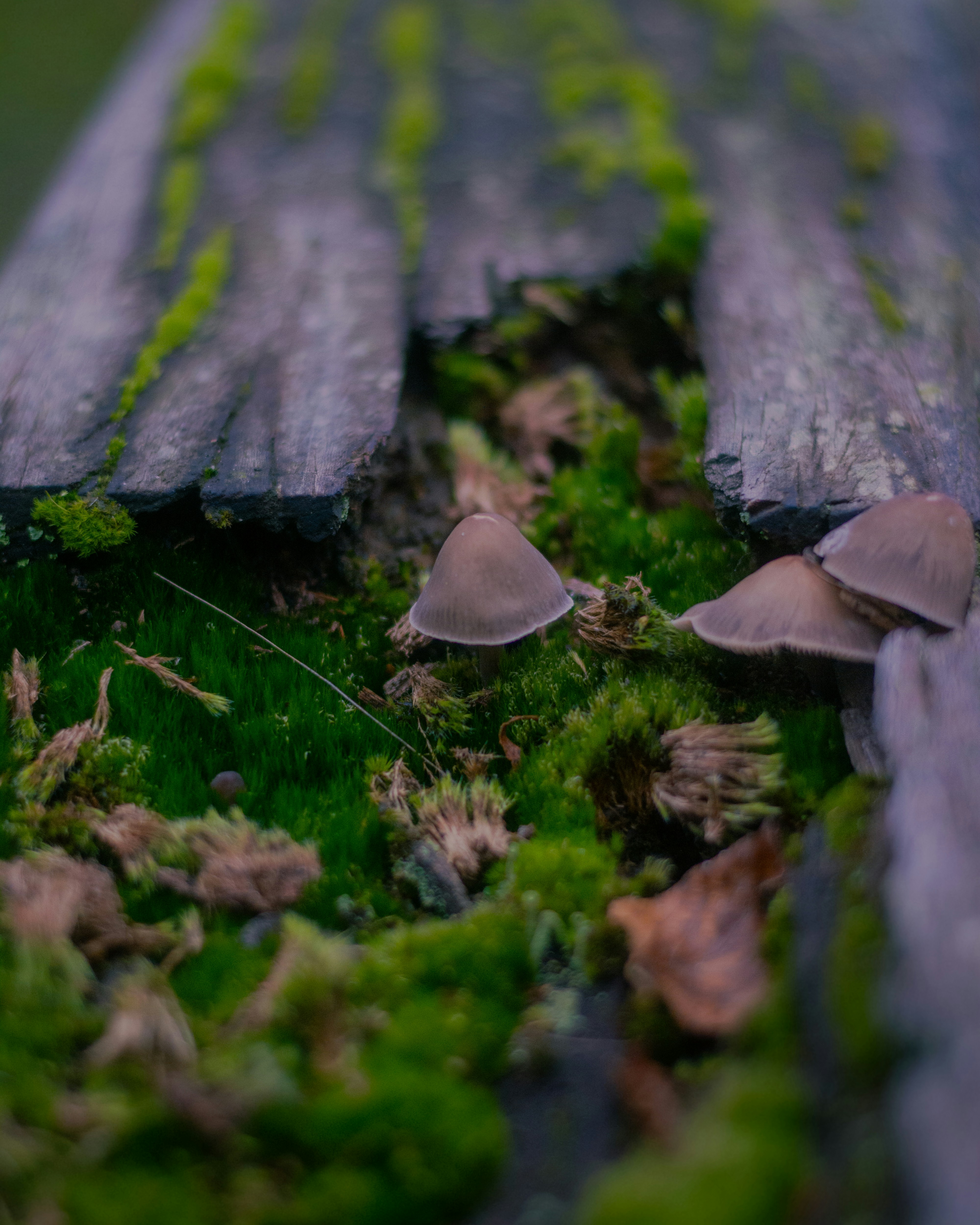A wooden bench covered in moss and mushrooms