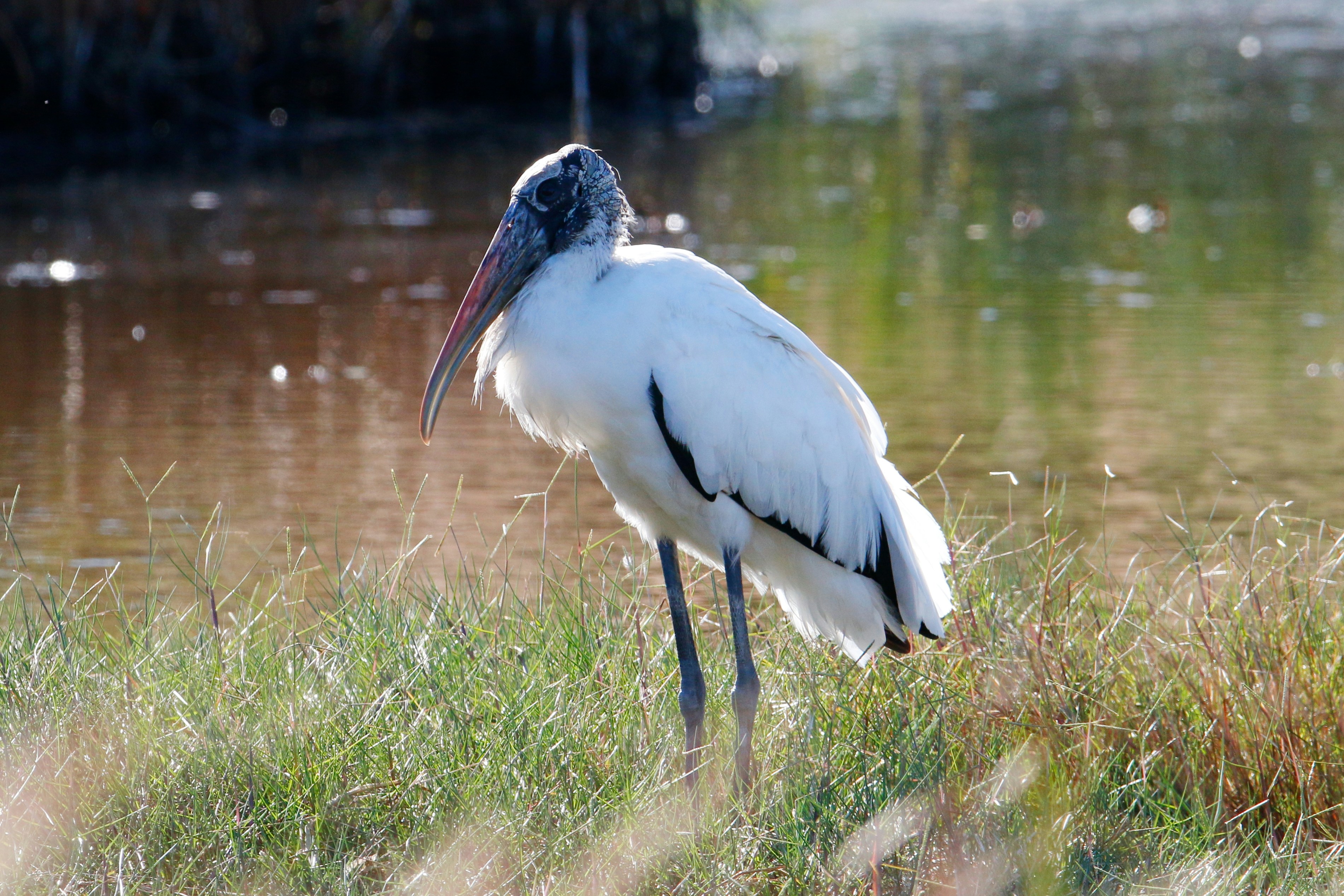 Photo by goldenplover31