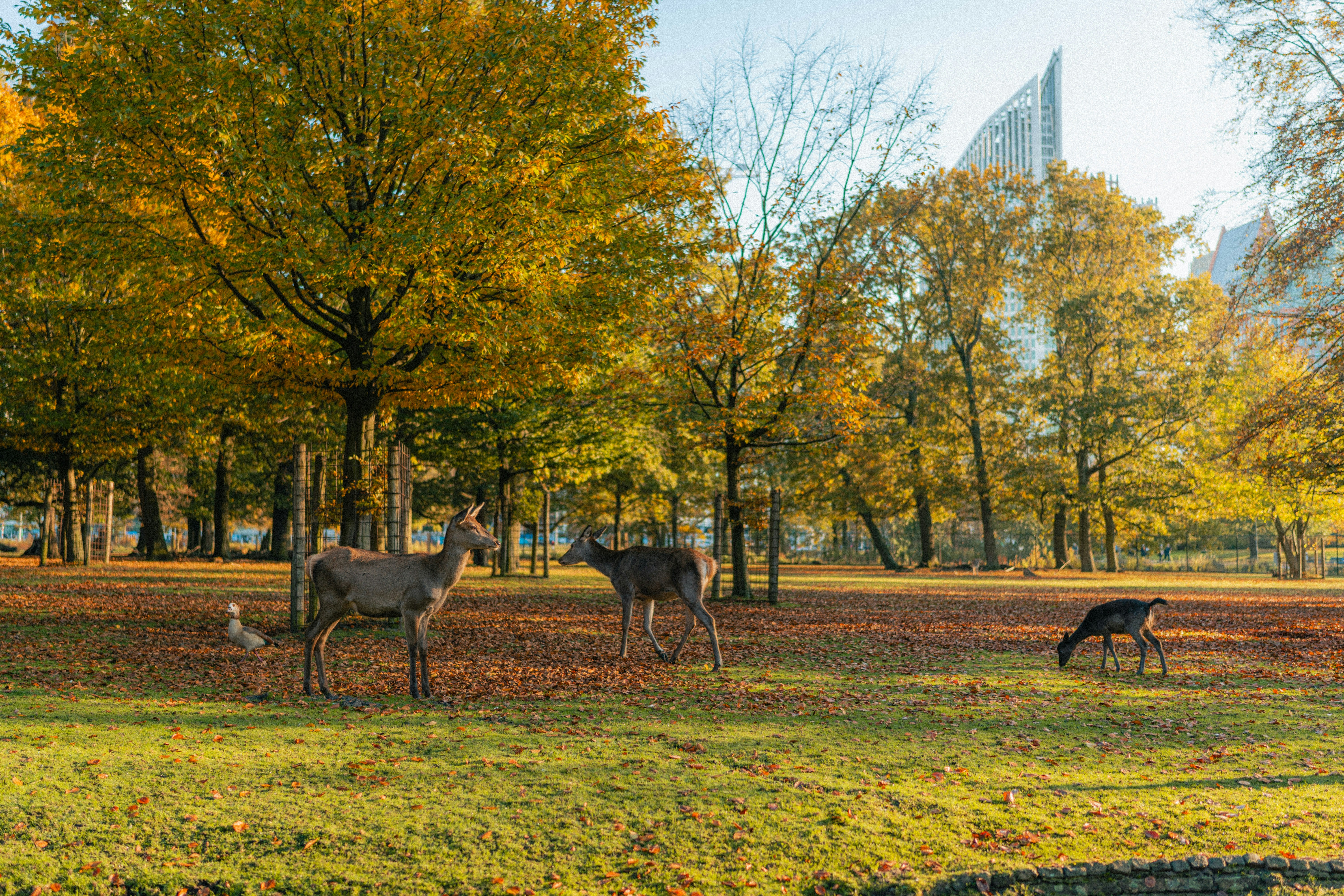 A herd of deer standing on top of a lush green field