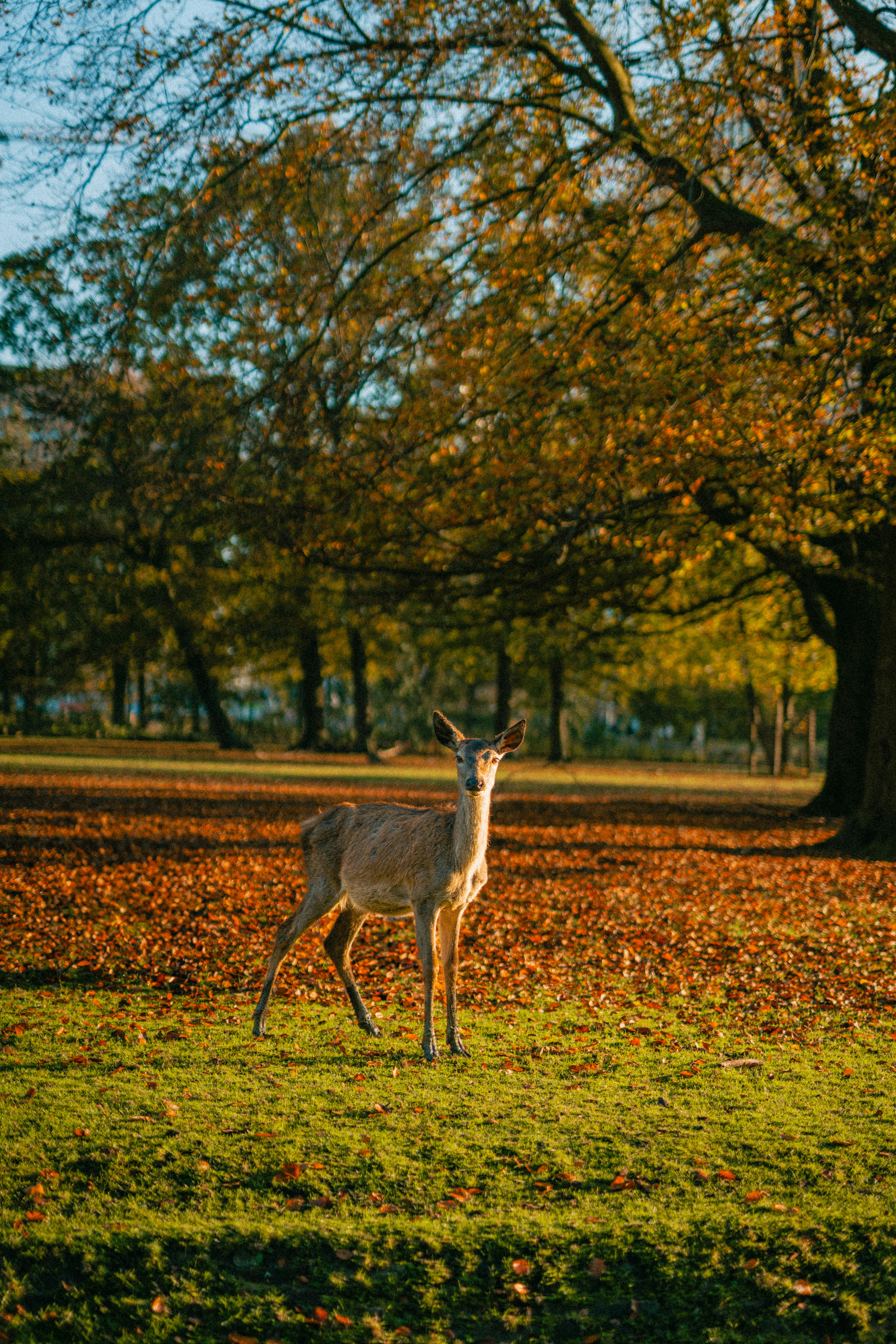 Photo by alirezaparpaei