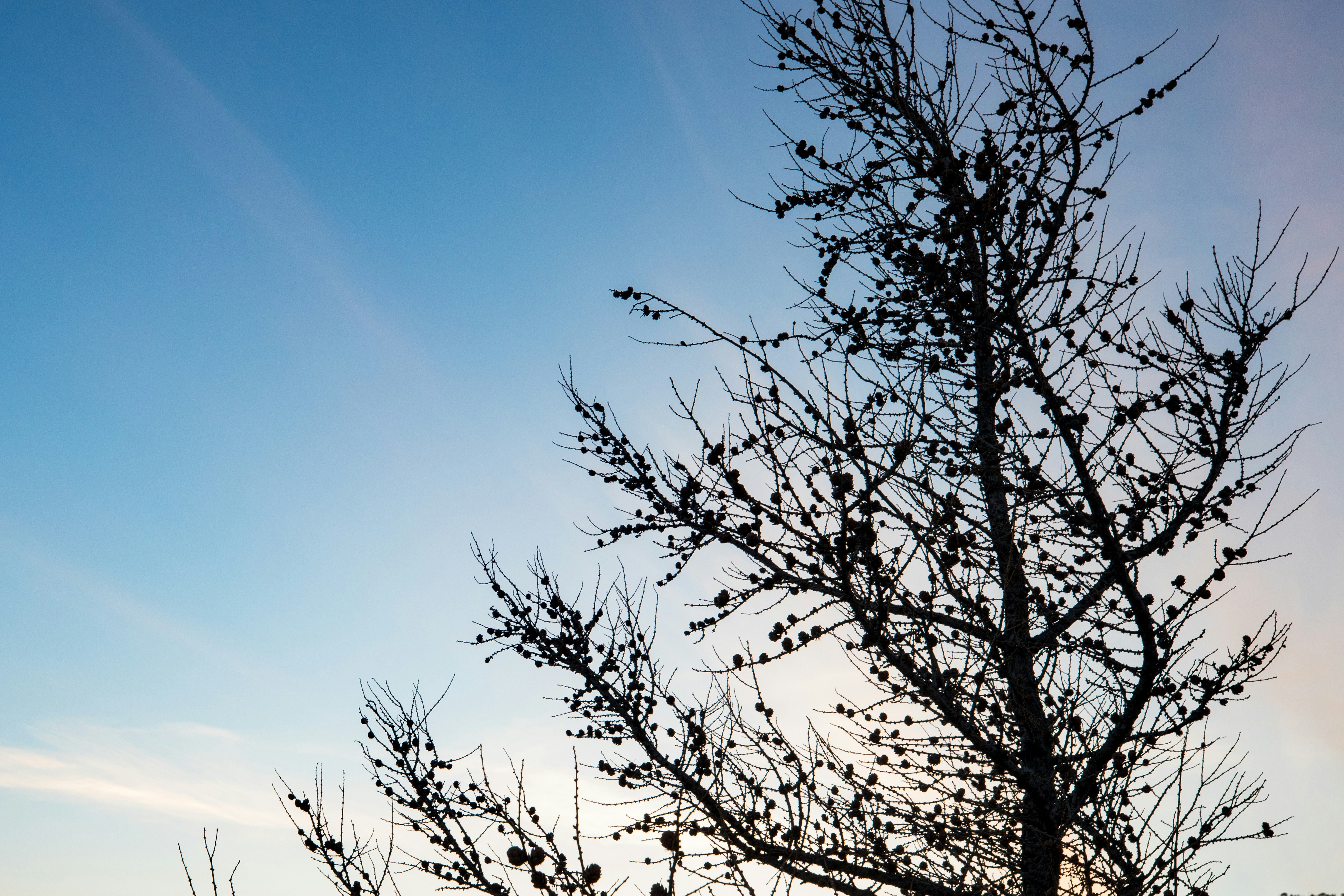 Photo by stef_enheart