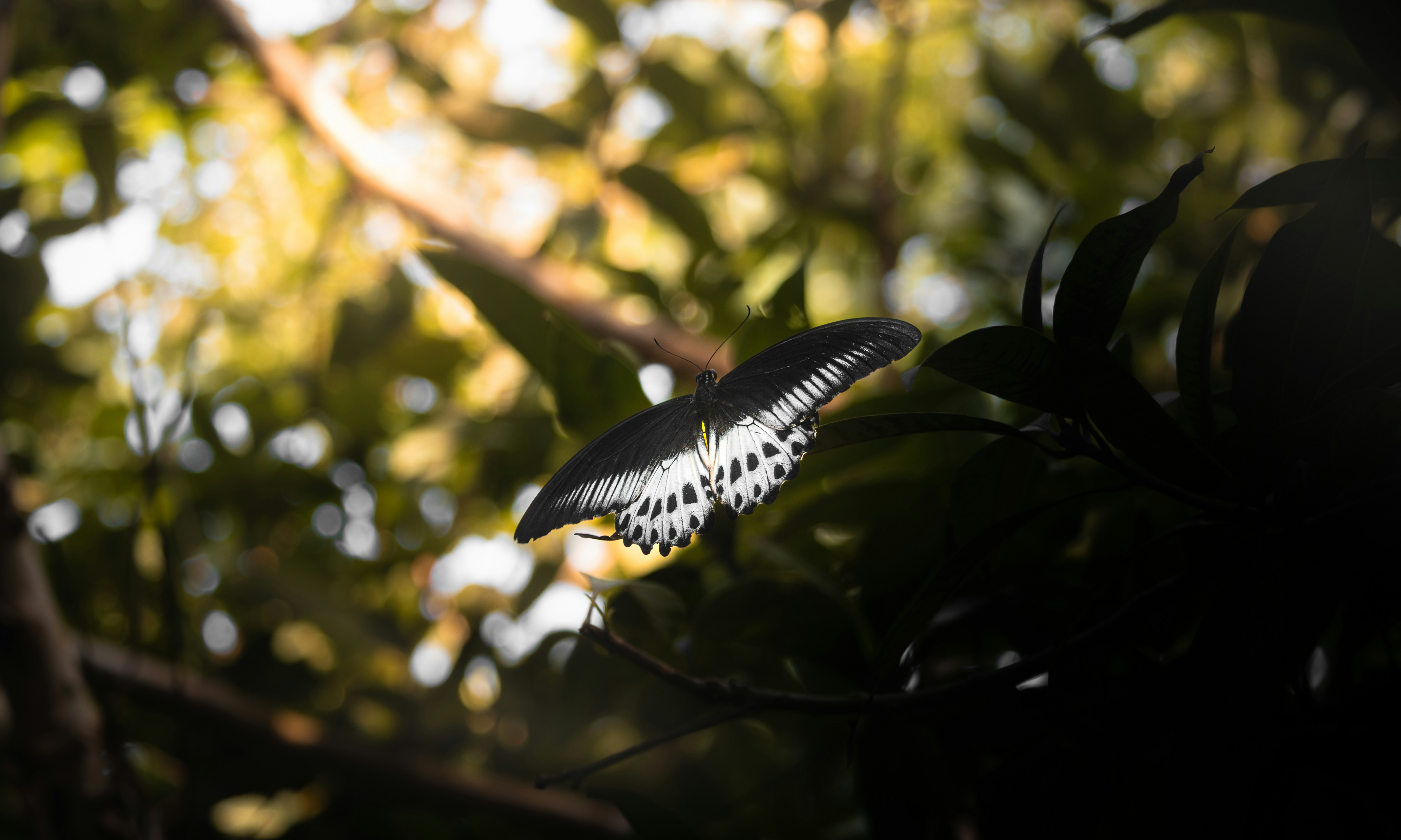 A black and white bird sitting on top of a tree