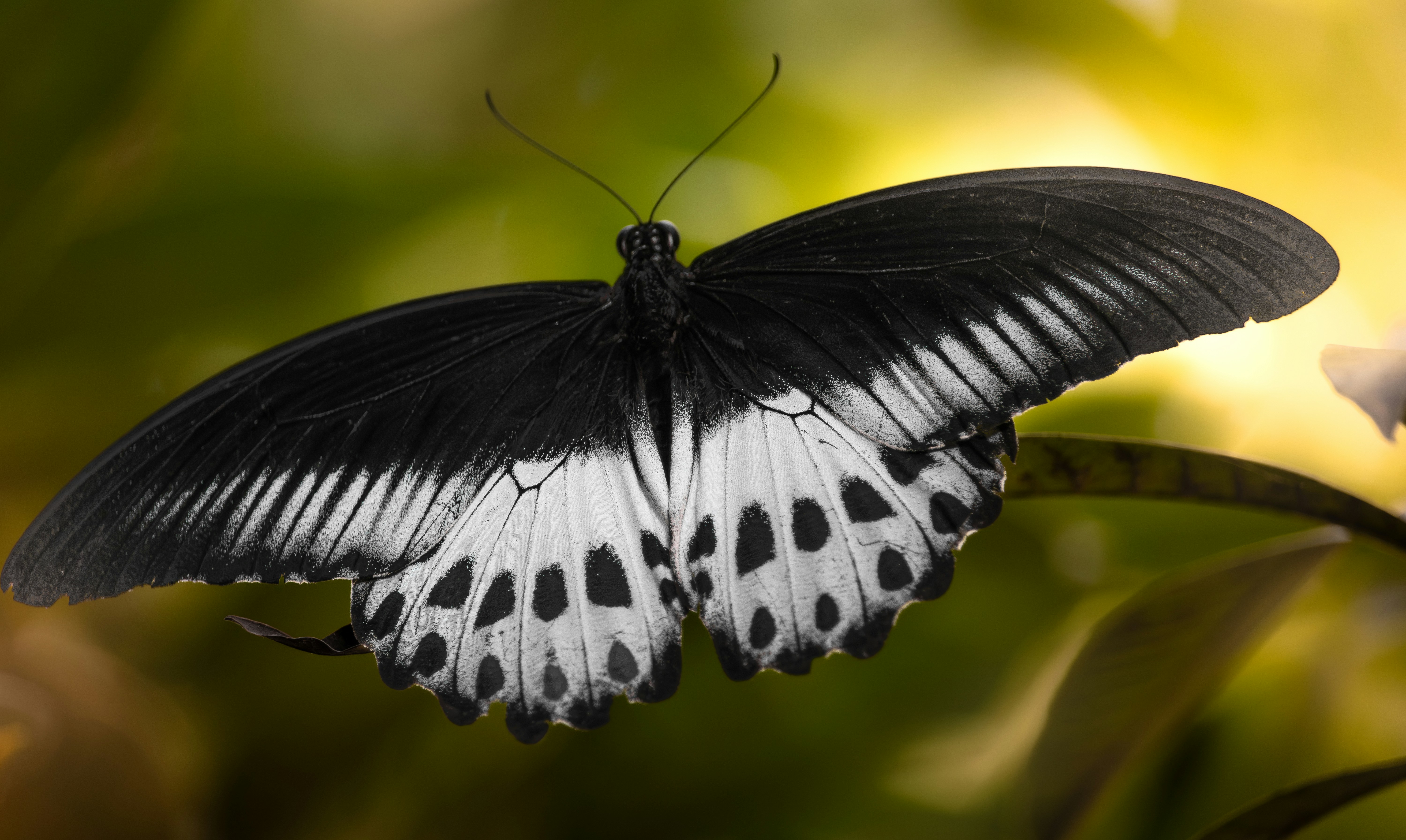 Photo by amitpritam