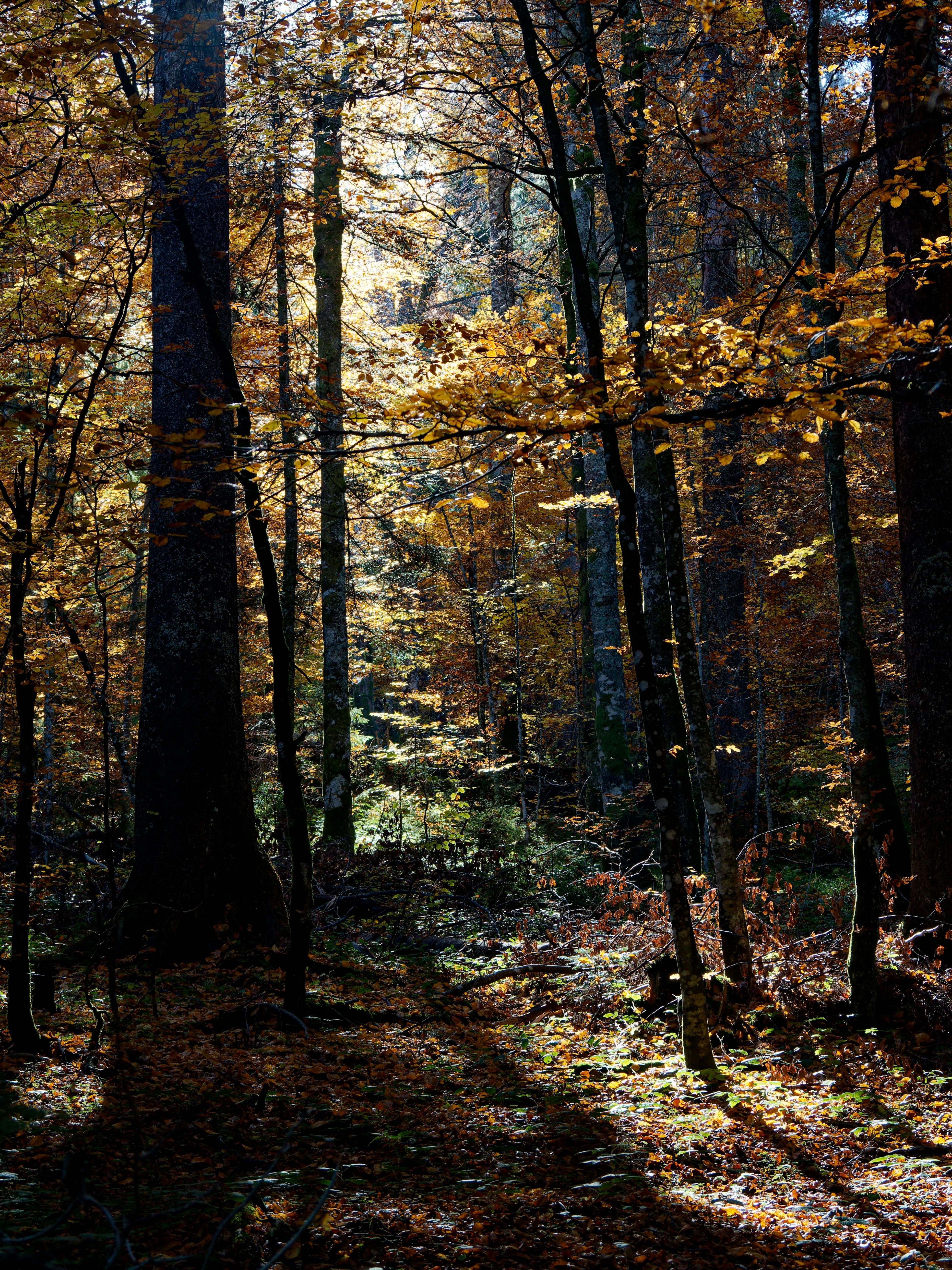 Photo by illes_cristi