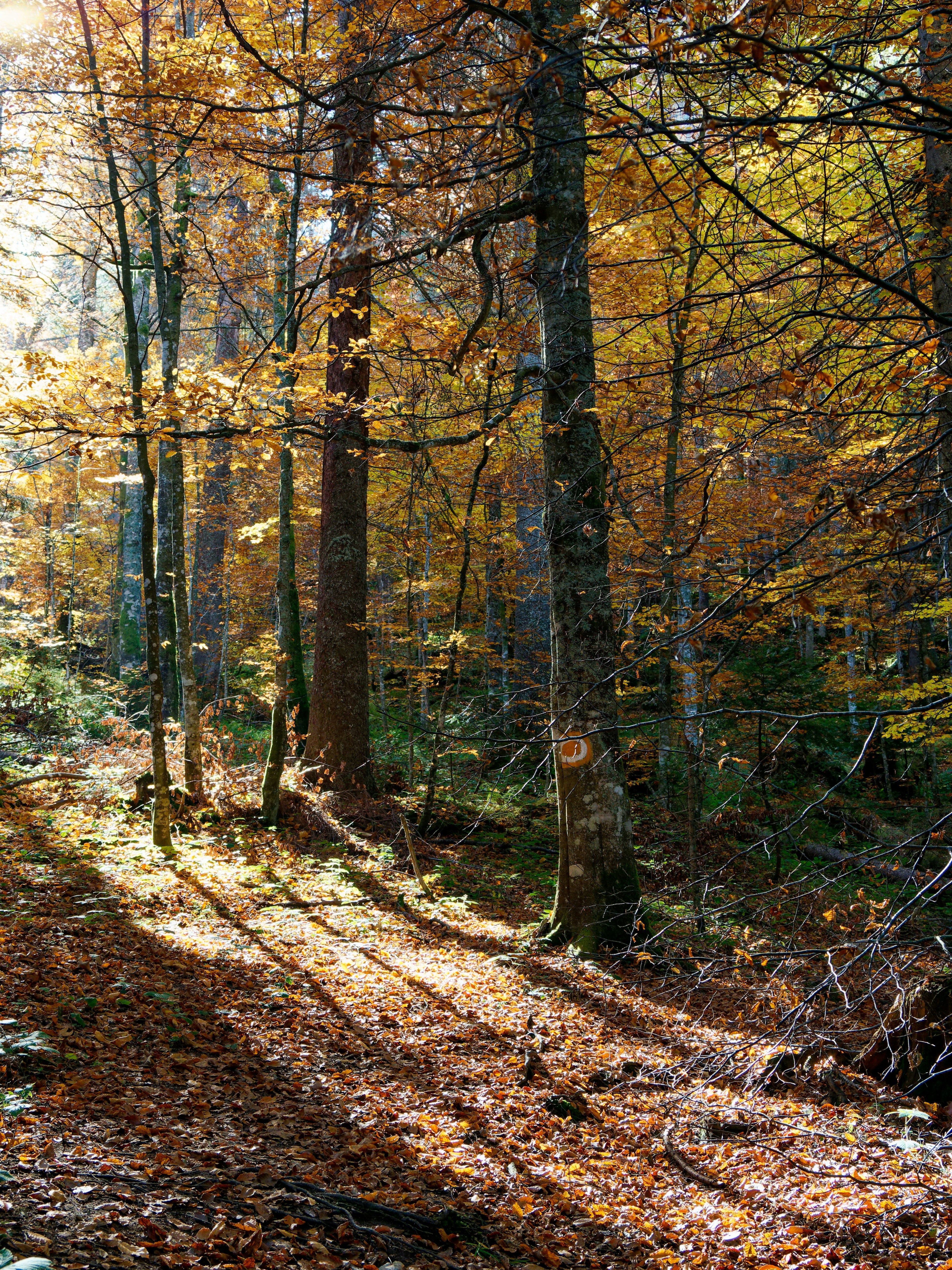 Photo by illes_cristi