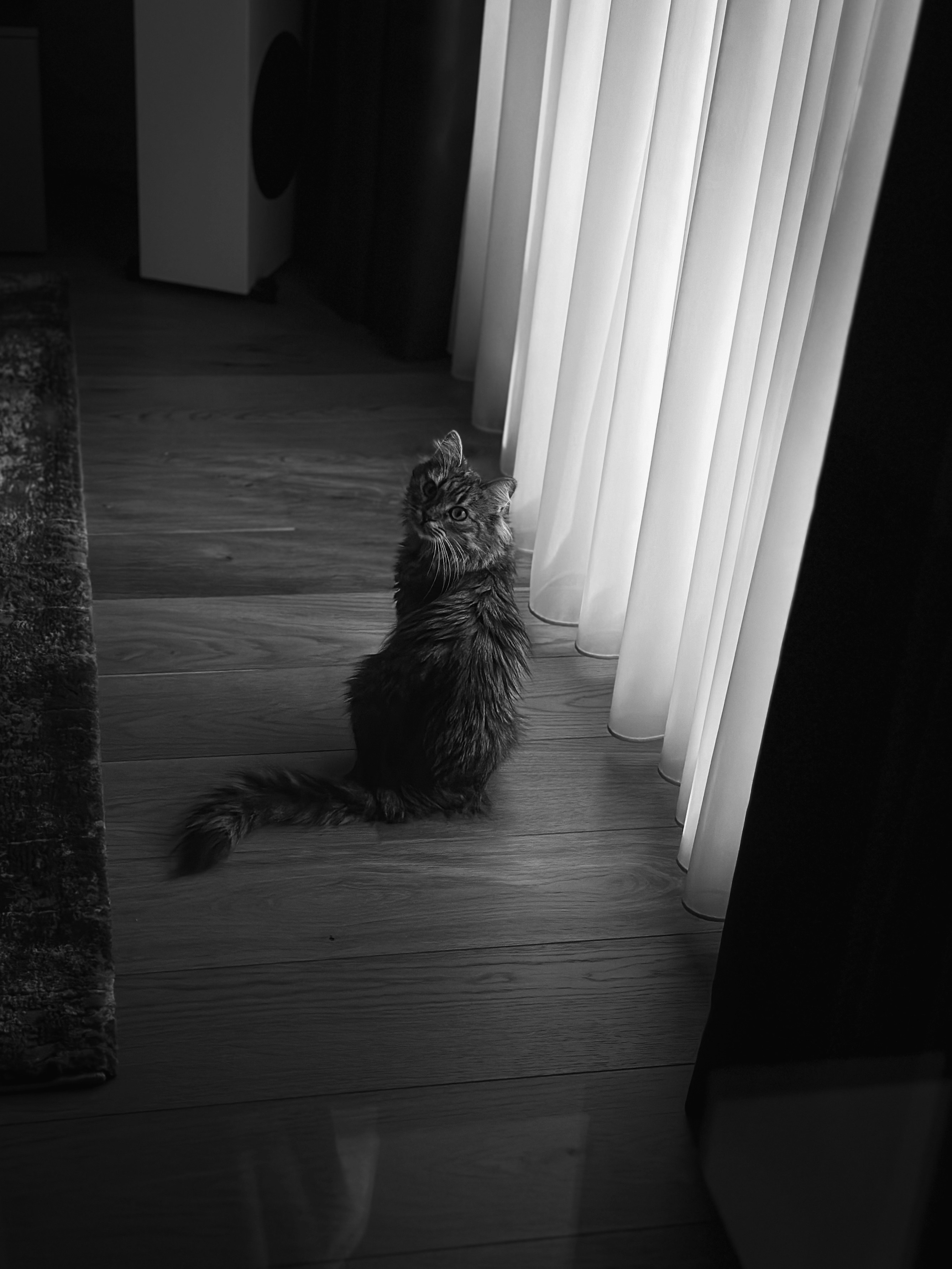 A cat sitting on the floor looking out of a window