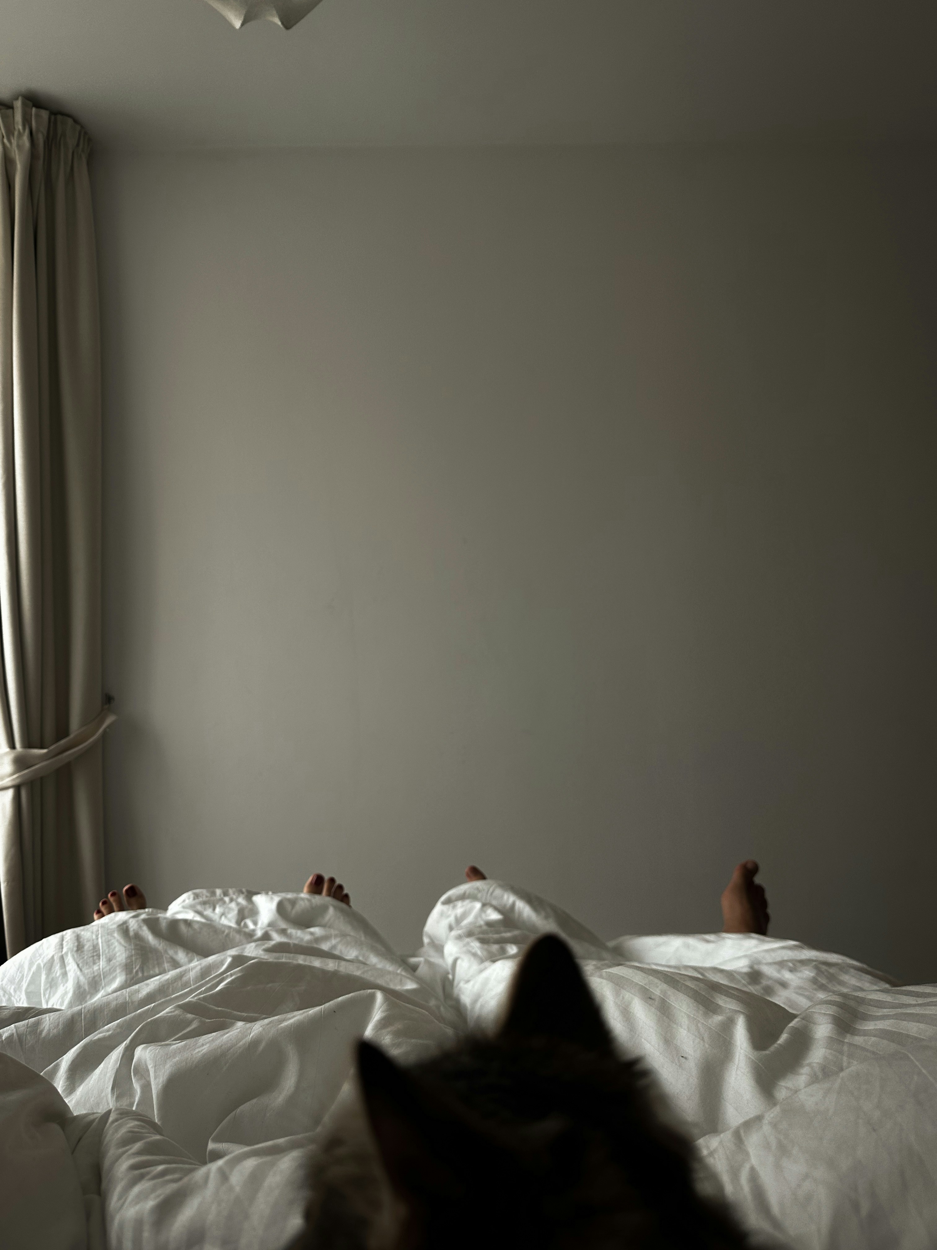 A cat laying on a bed in a bedroom