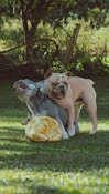 Two dogs playing with a ball in the grass