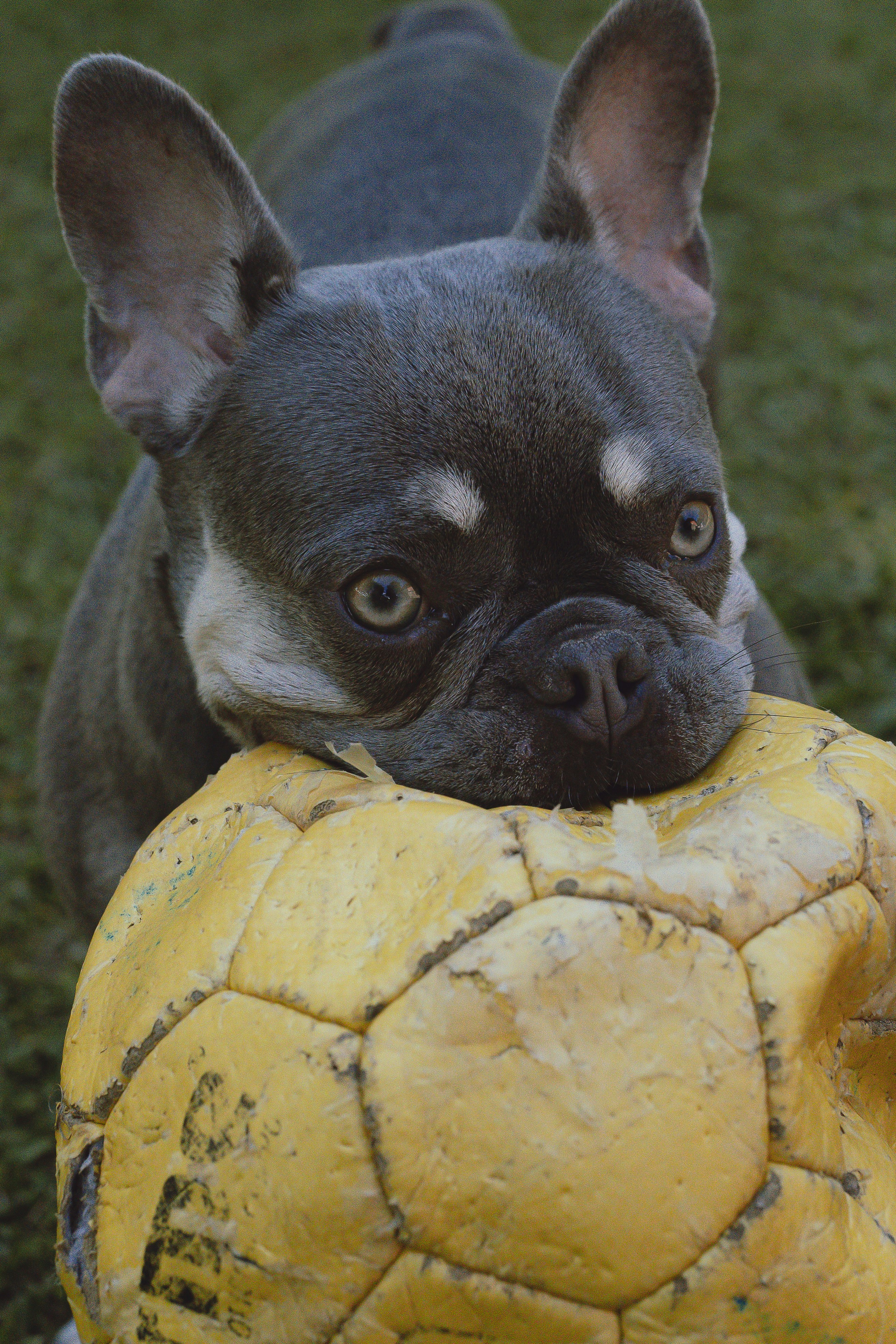 A small dog holding a yellow ball in it's mouth