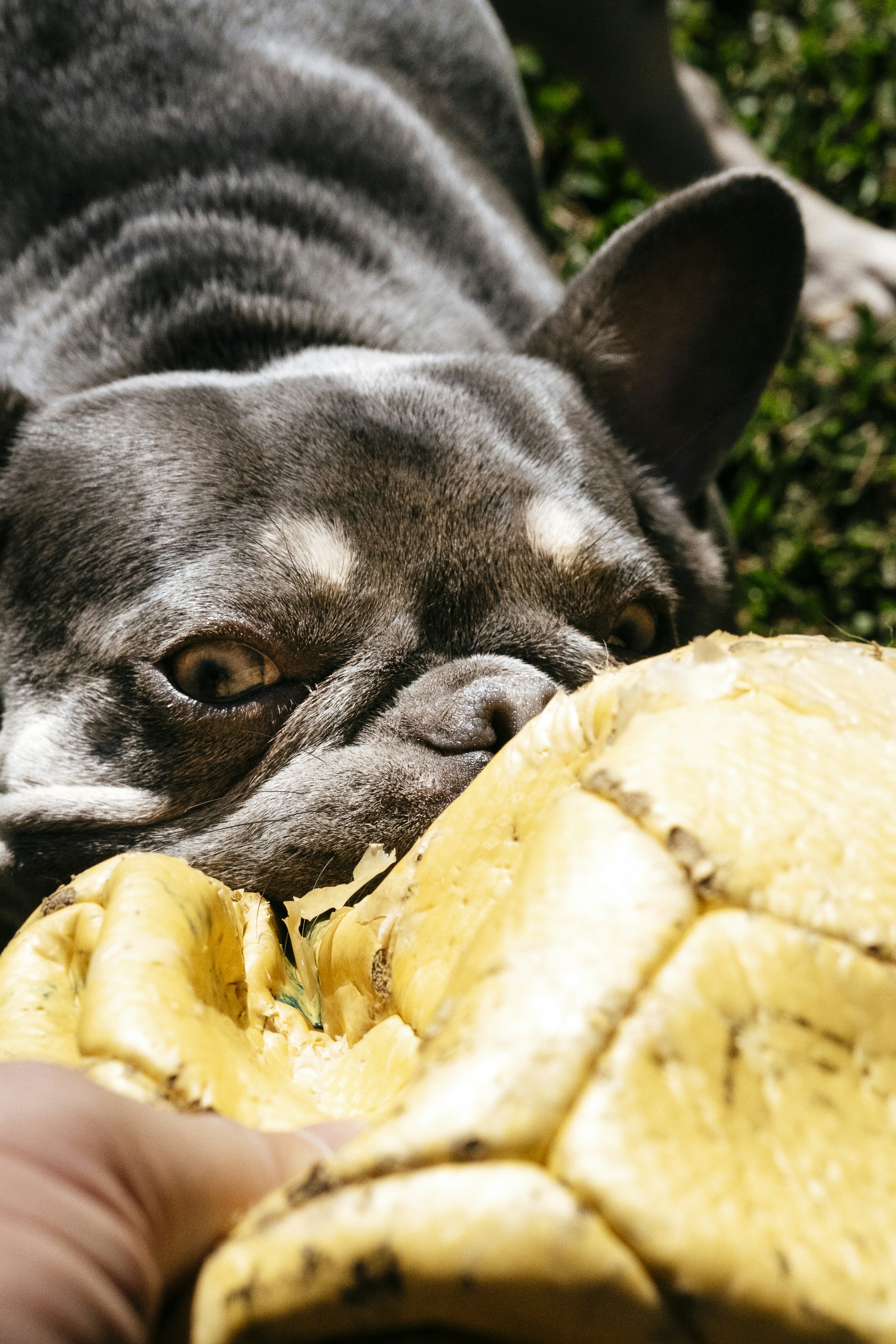 A dog laying on the ground next to a person's hand