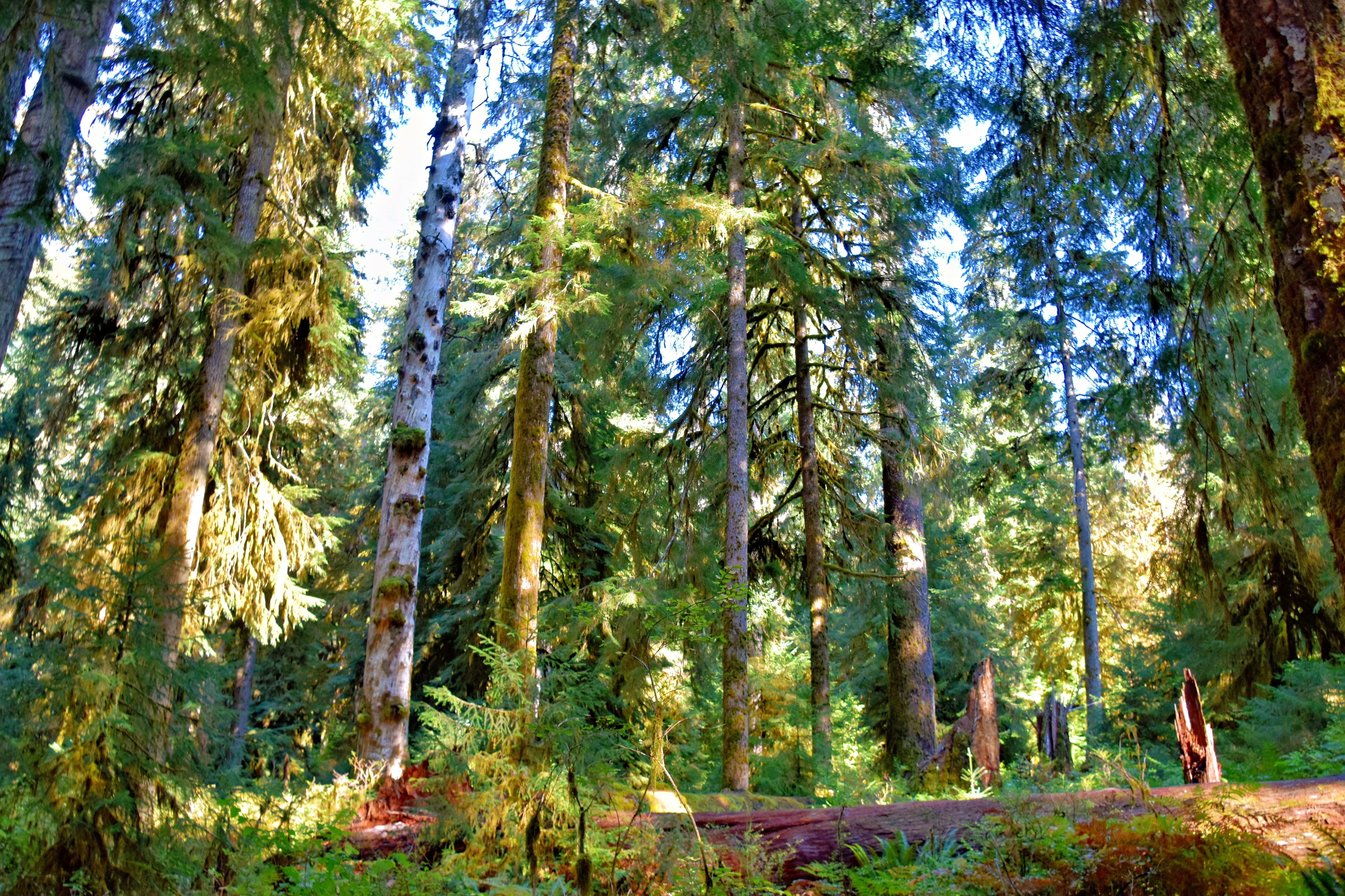 A forest filled with lots of tall trees, 