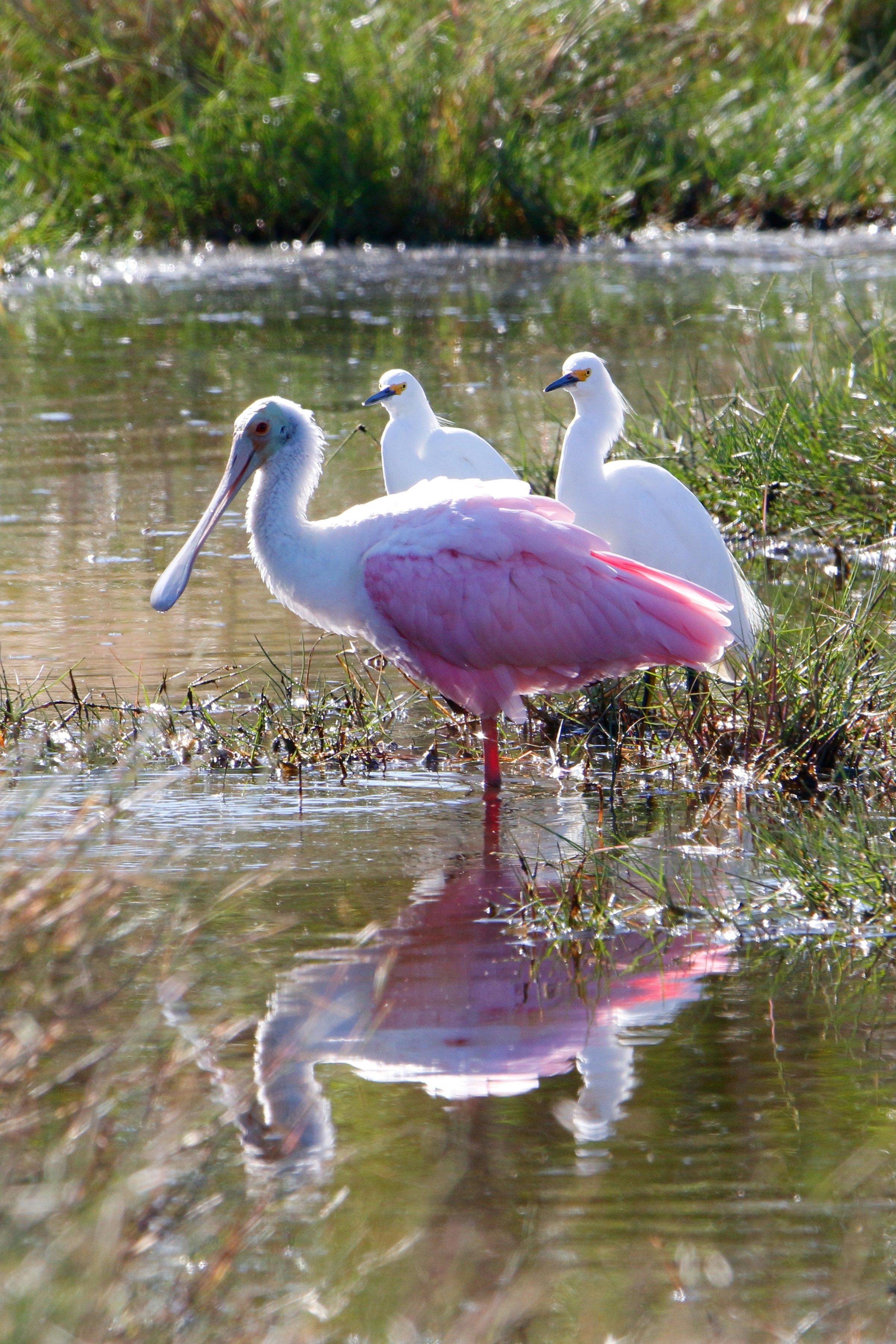 Photo by goldenplover31