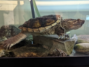 A turtle sitting on top of a rock in a tank