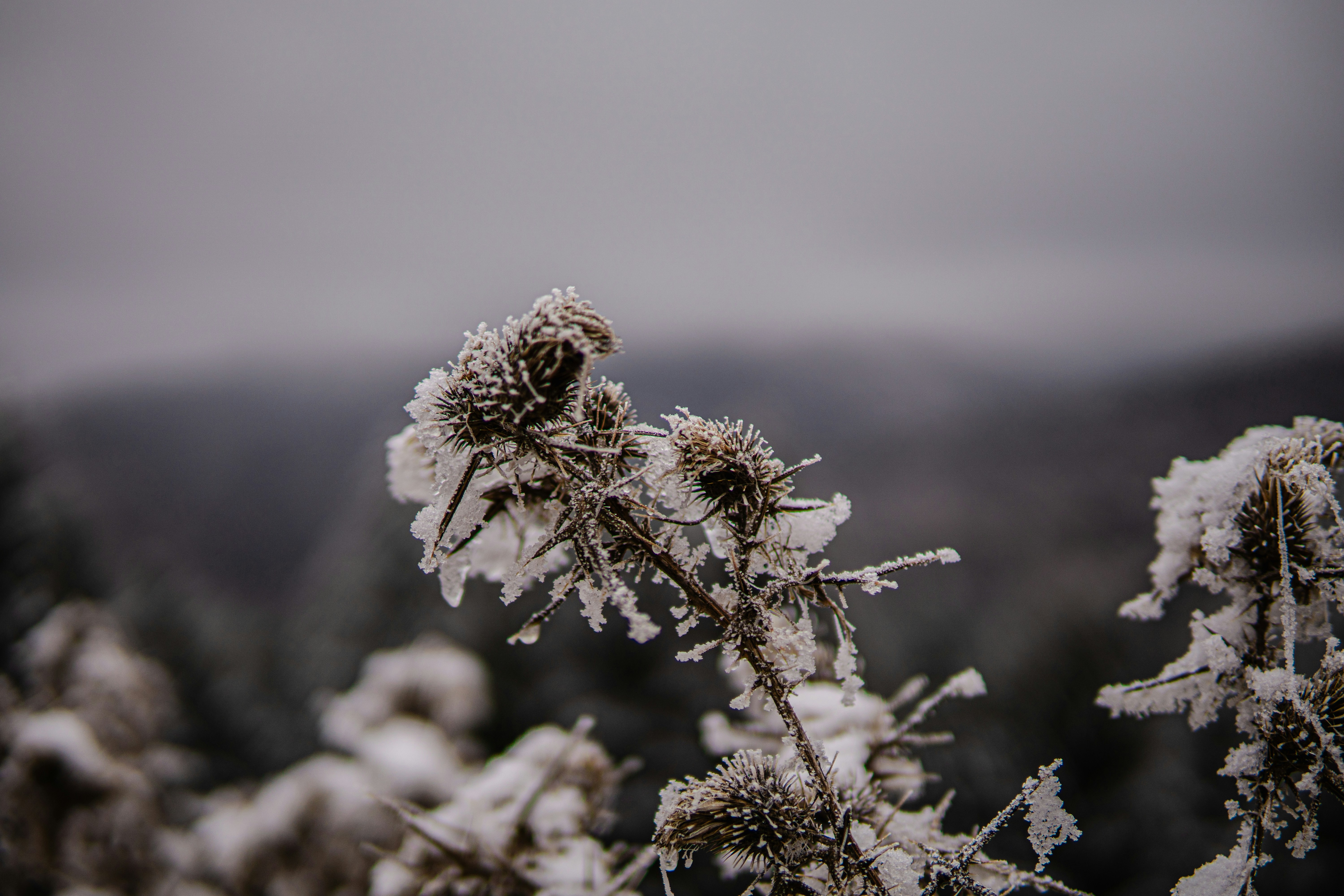 Photo by gaspitheartist