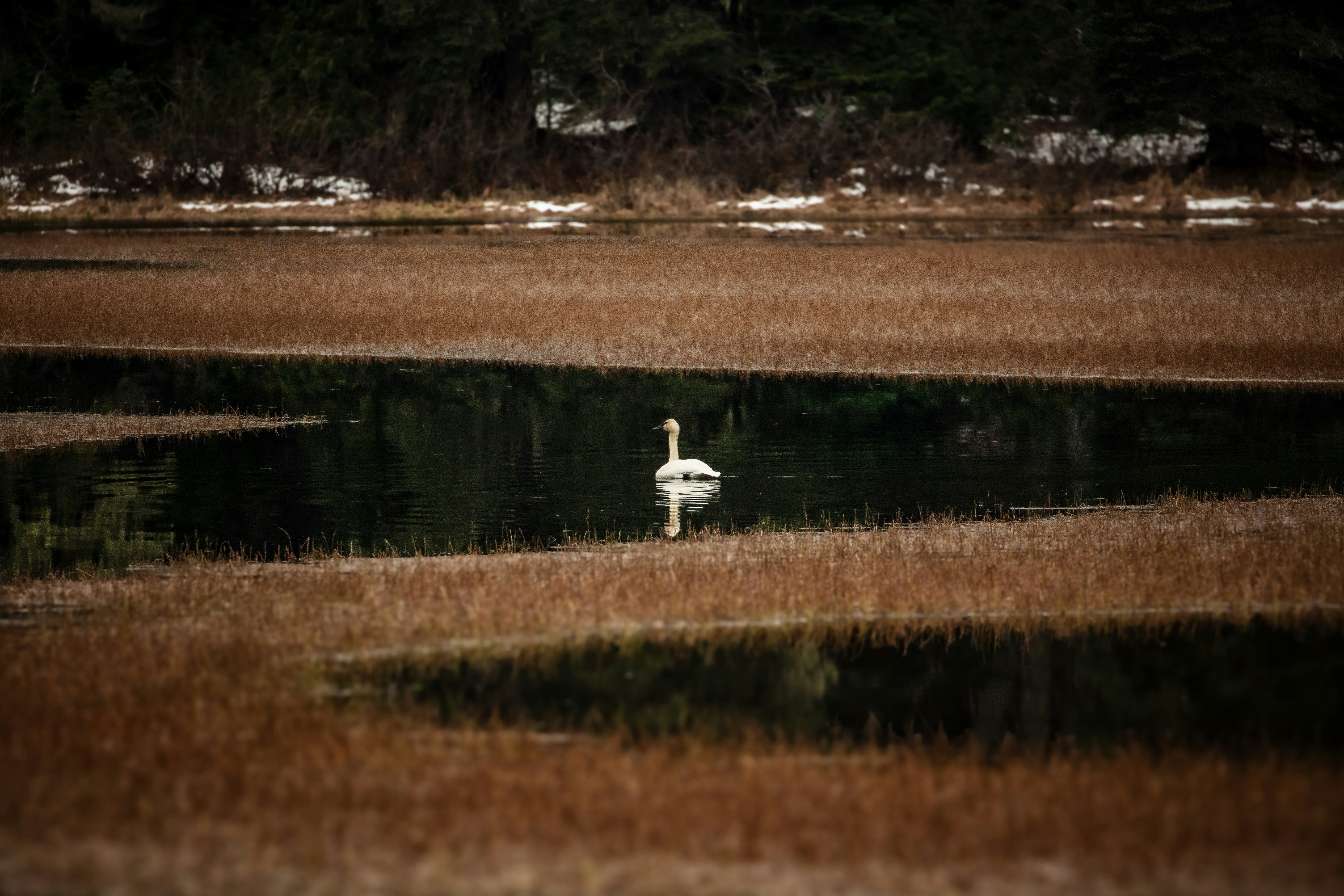 A white bird standing in a field next to a body of water