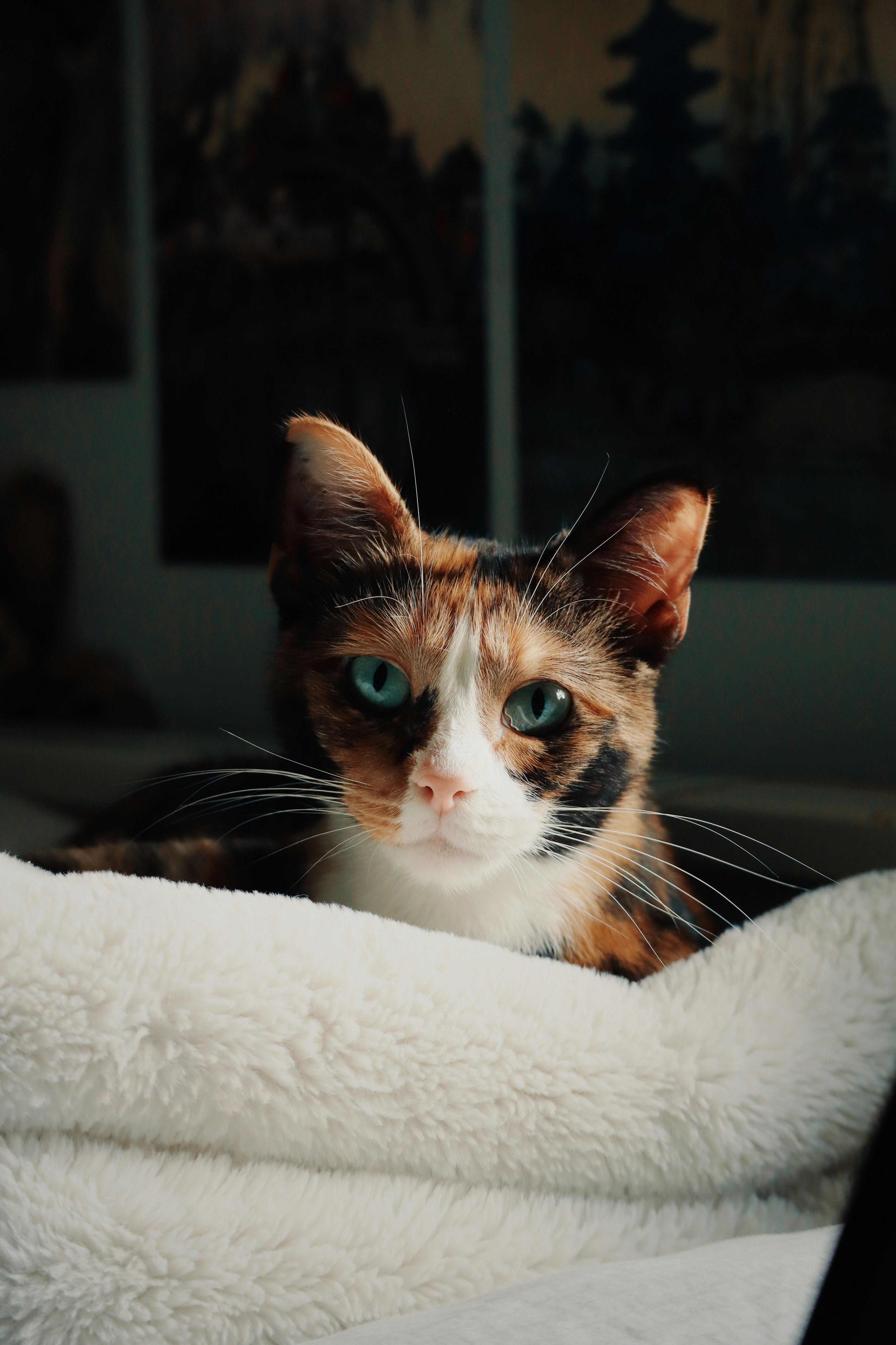 YouTube and the Video Cat Explosion (image credits: unsplash)