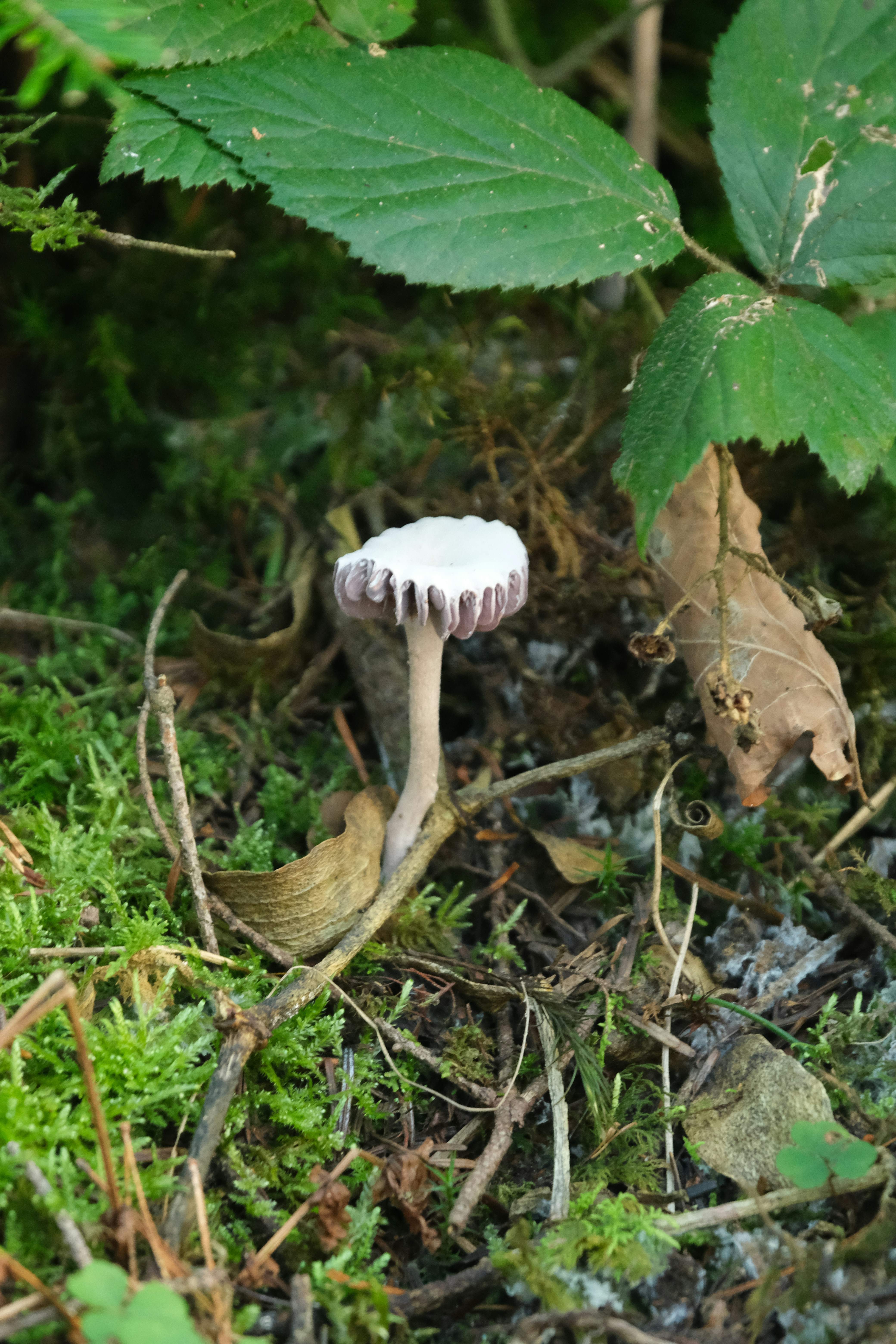 A white mushroom sitting on top of a lush green forest