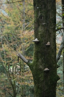 Mushrooms growing on a tree in a forest