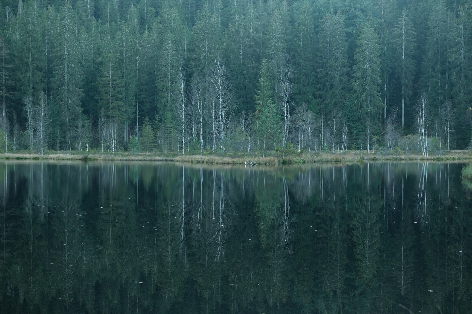 A forest filled with lots of trees next to a lake